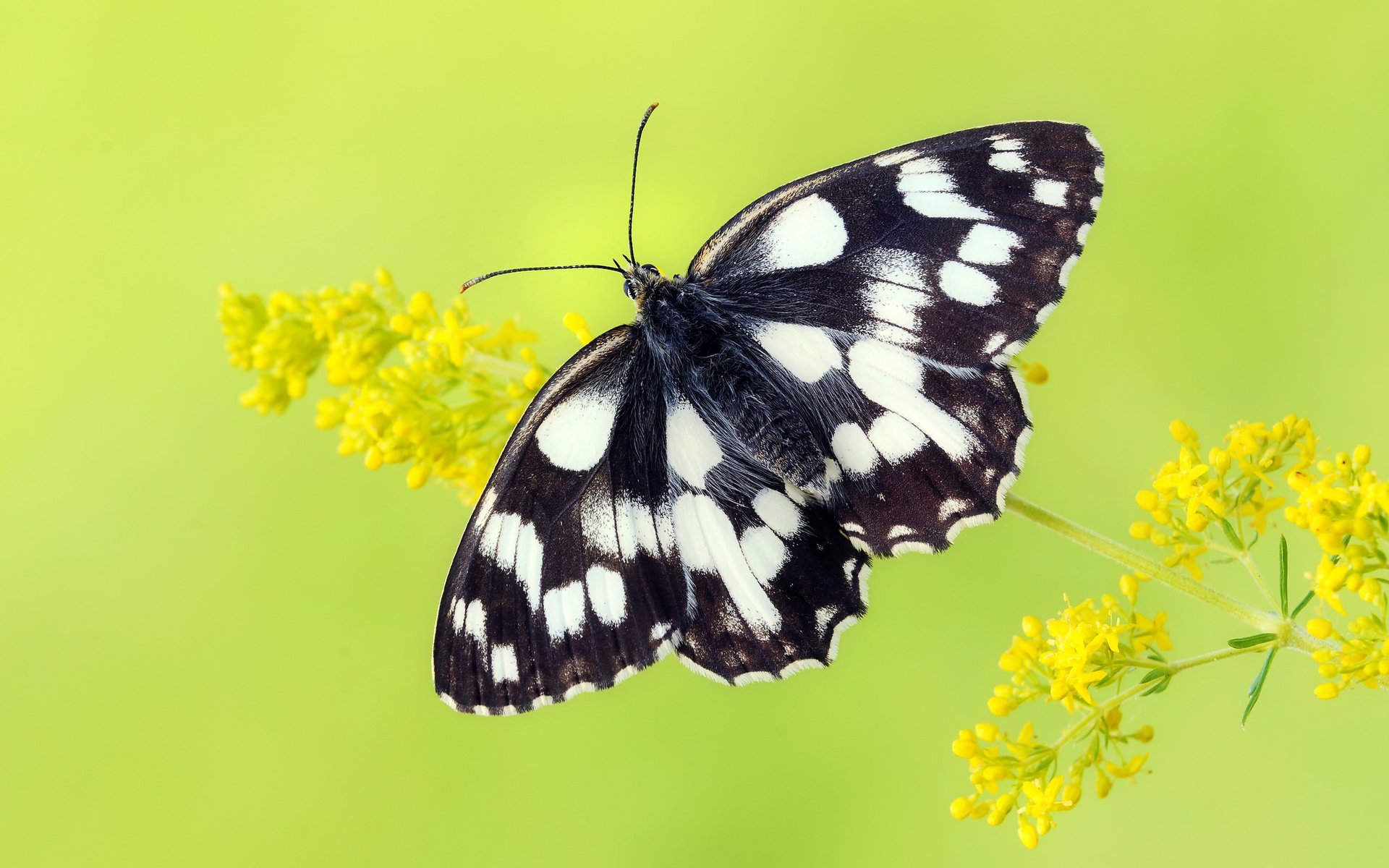 Обои цветы, насекомое, бабочка, крылья, flowers, insect, butterfly, wings разрешение 2048x1360 Загрузить