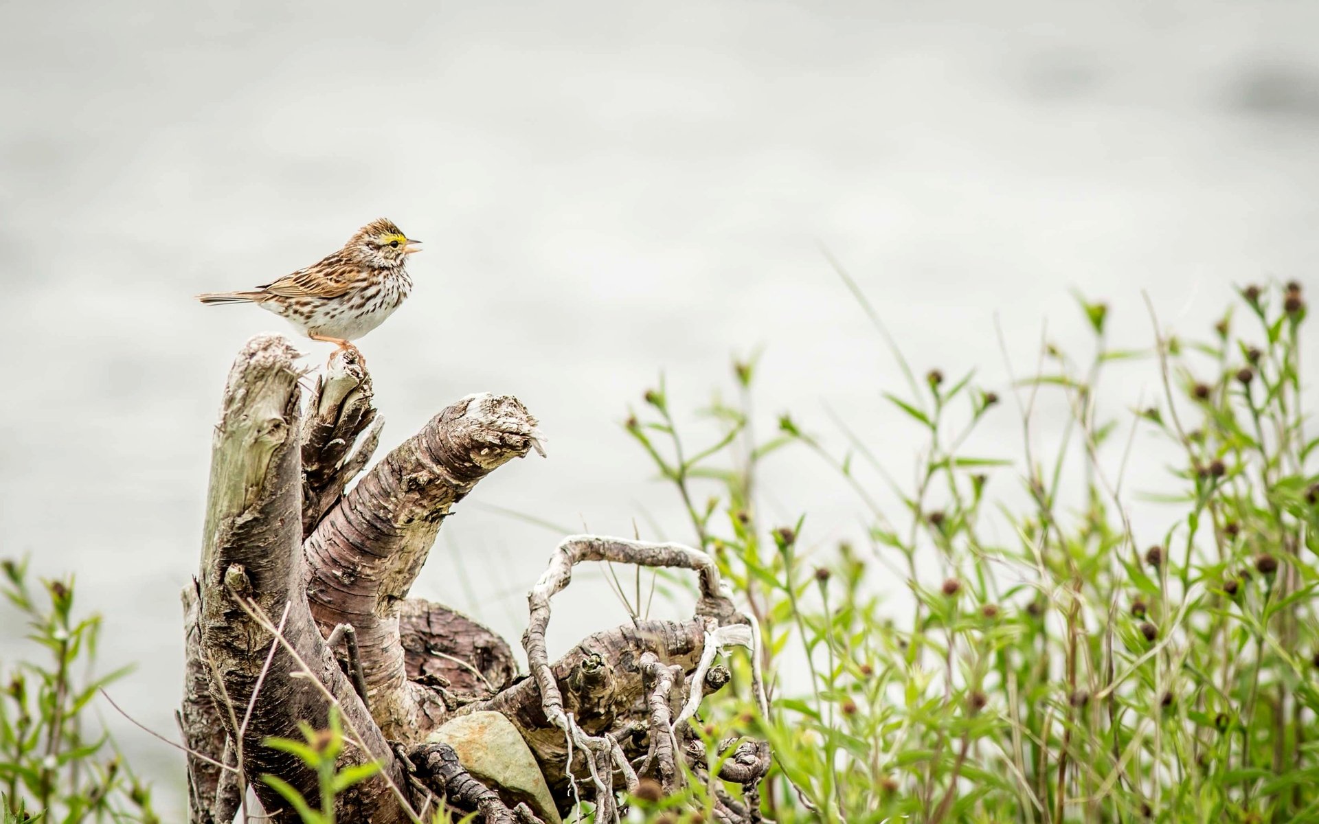 Обои природа, птица, дождь, пение, овсянка, rainy, птаха, вокалист, nature, bird, rain, singing, oatmeal, singer разрешение 3476x2062 Загрузить