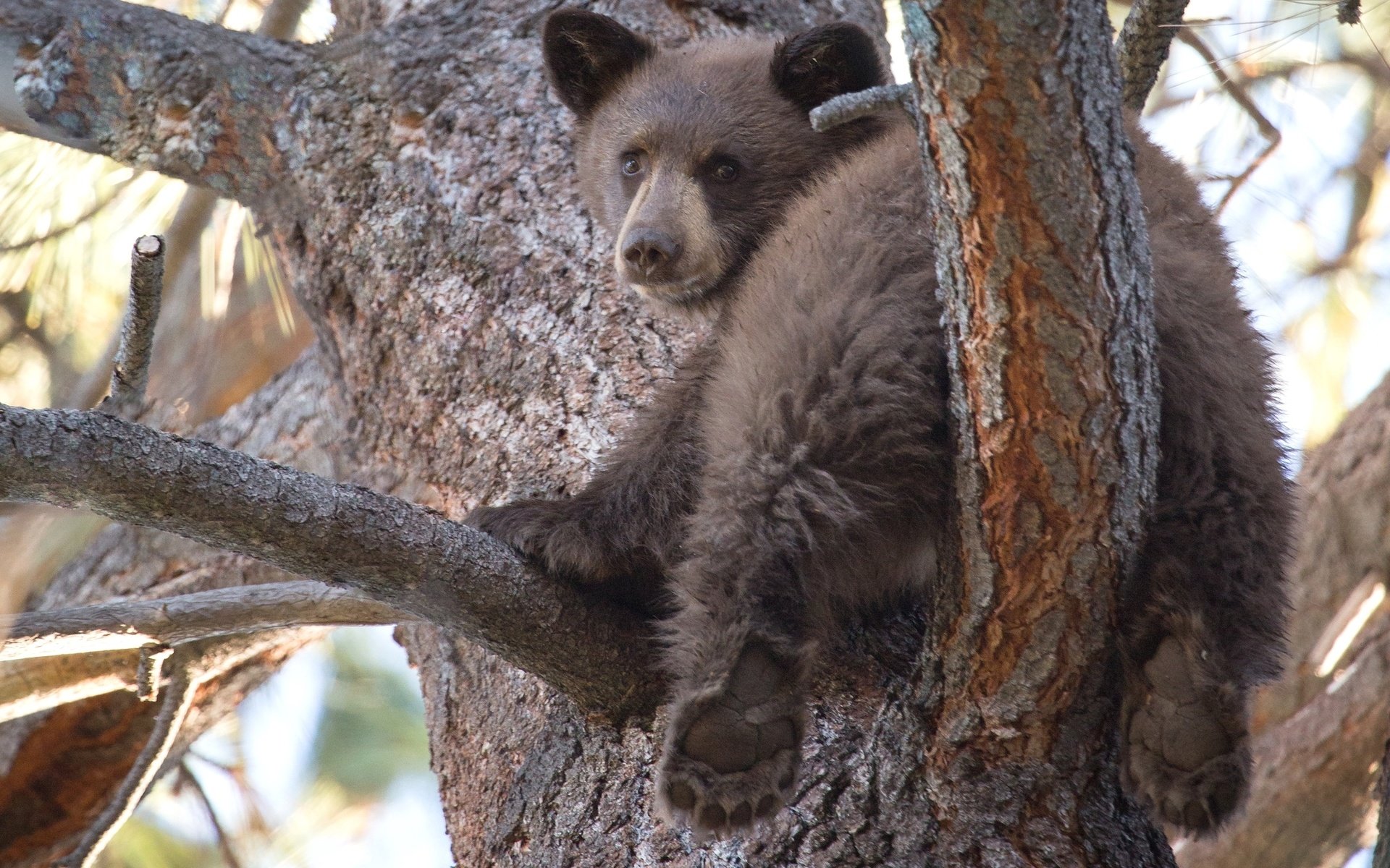 Обои дерево, медведь, мишка, медвежонок, милый, tree, bear, cute разрешение 2048x1364 Загрузить