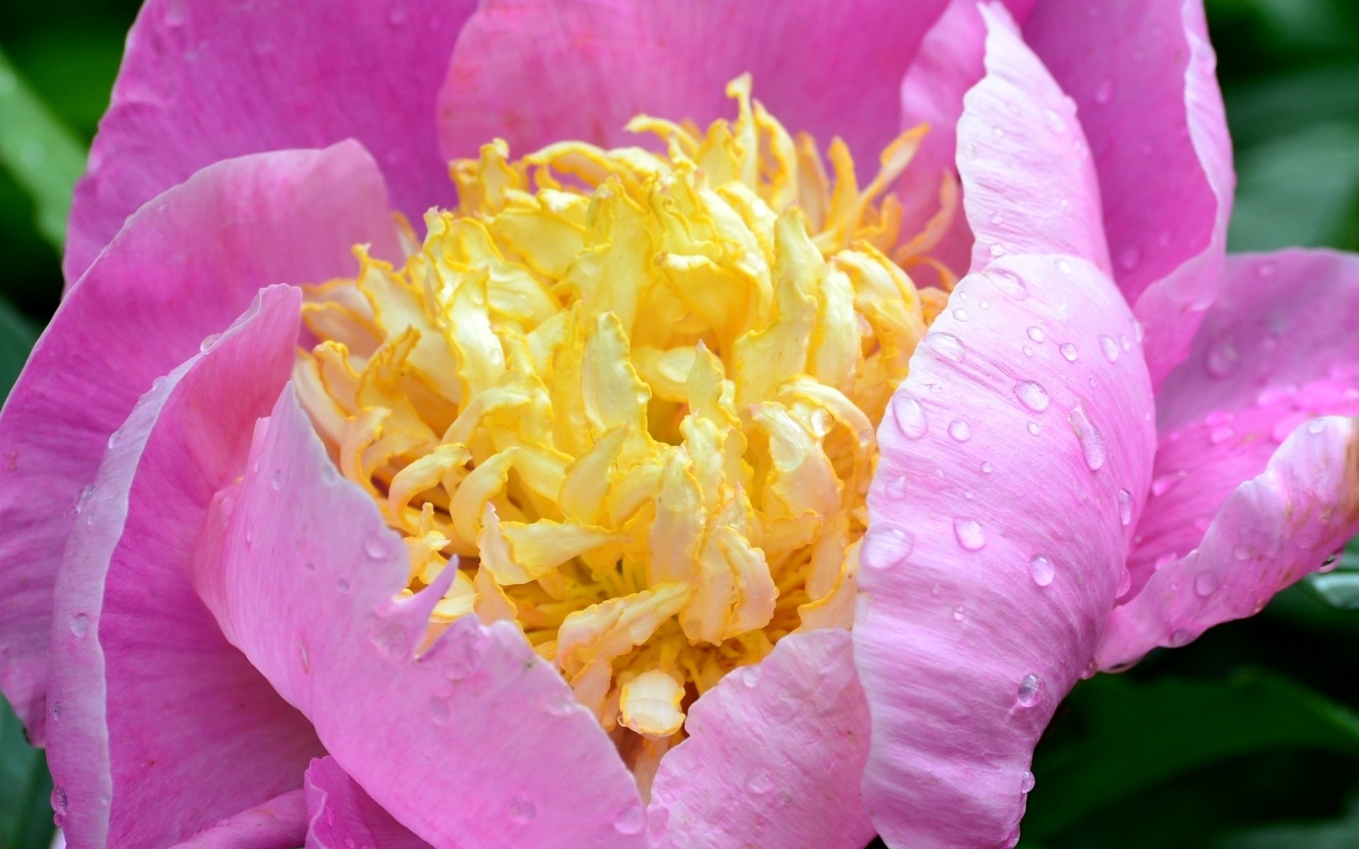 Обои макро, капли, лепестки, розовый, пион, macro, drops, petals, pink, peony разрешение 1920x1271 Загрузить