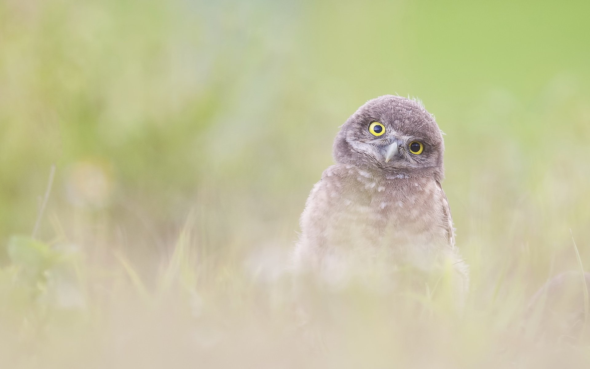 Обои сова, природа, фон, птица, burrowing owlet (athene cunicularia), owl, nature, background, bird разрешение 2047x1222 Загрузить