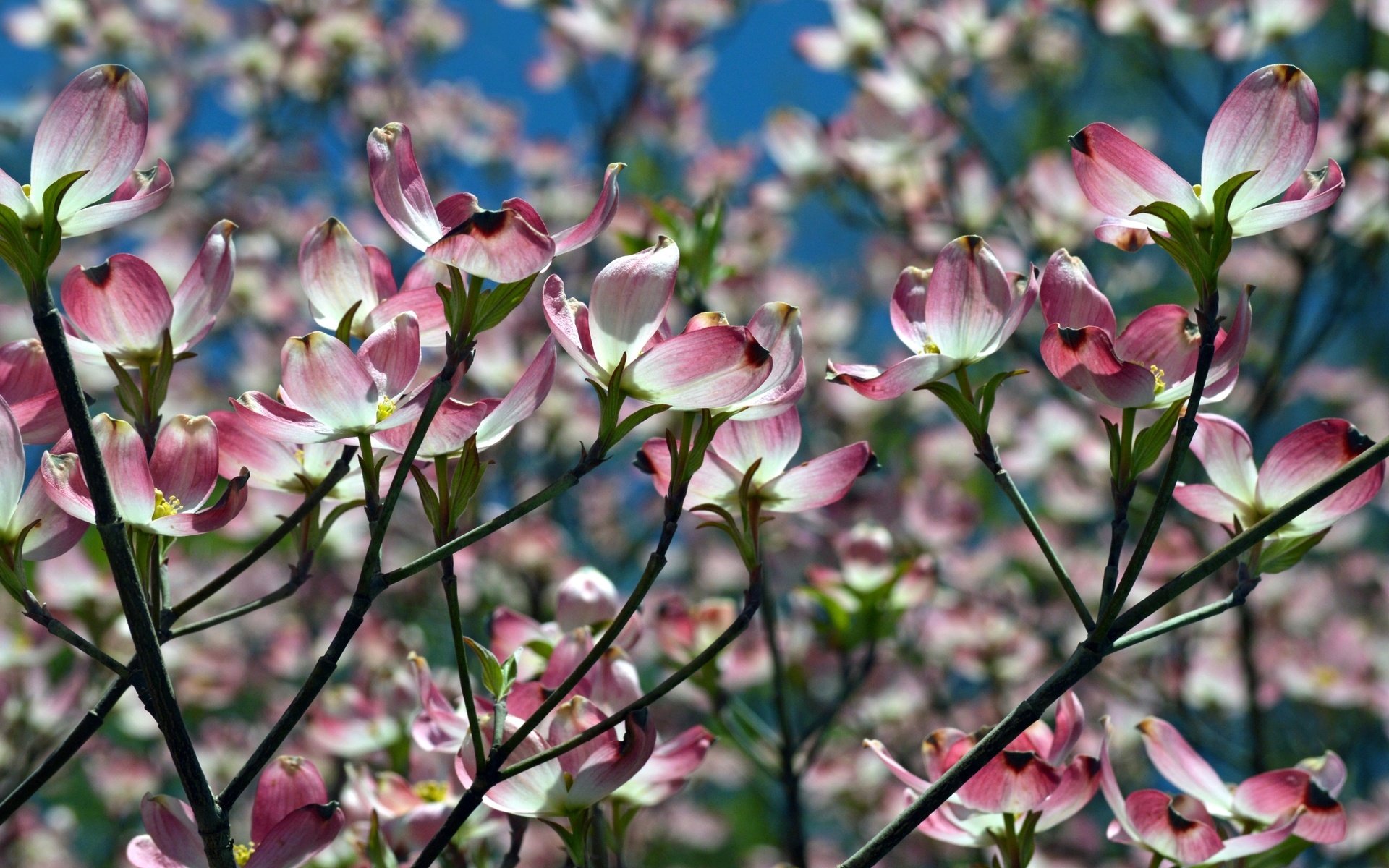 Обои природа, цветение, ветки, весна, магнолия, nature, flowering, branches, spring, magnolia разрешение 2400x1560 Загрузить