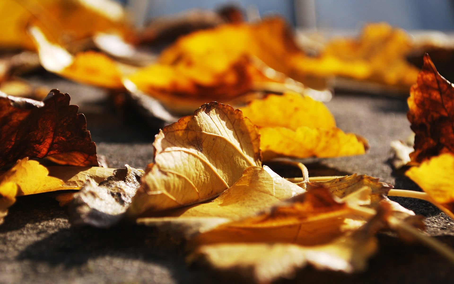 Обои листья, макро, осень, крупным планом, осенние листья, leaves, macro, autumn, closeup, autumn leaves разрешение 2560x1600 Загрузить