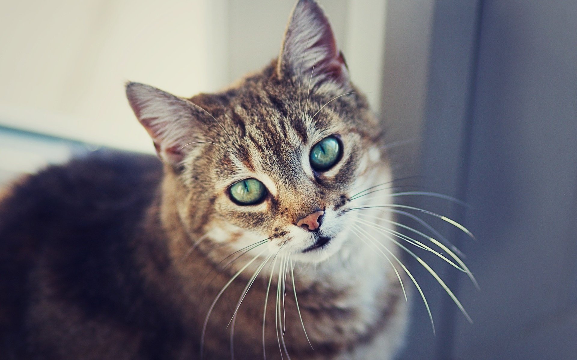 Обои глаза, фон, портрет, кот, усы, шерсть, кошка, смотрит, eyes, background, portrait, cat, mustache, wool, looks разрешение 2000x1333 Загрузить