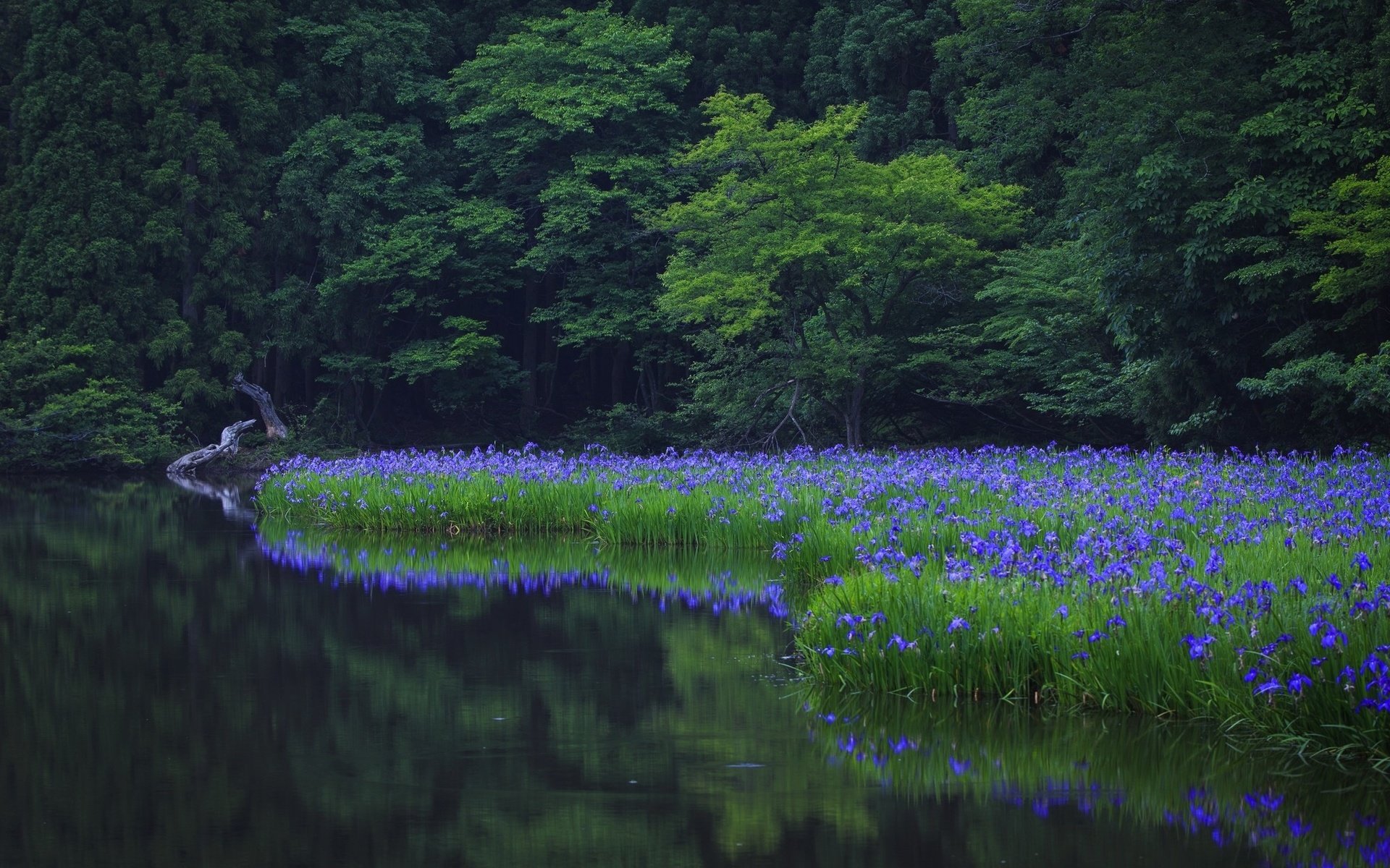 Обои цветы, вода, природа, лес, лето, пруд, flowers, water, nature, forest, summer, pond разрешение 2048x1365 Загрузить