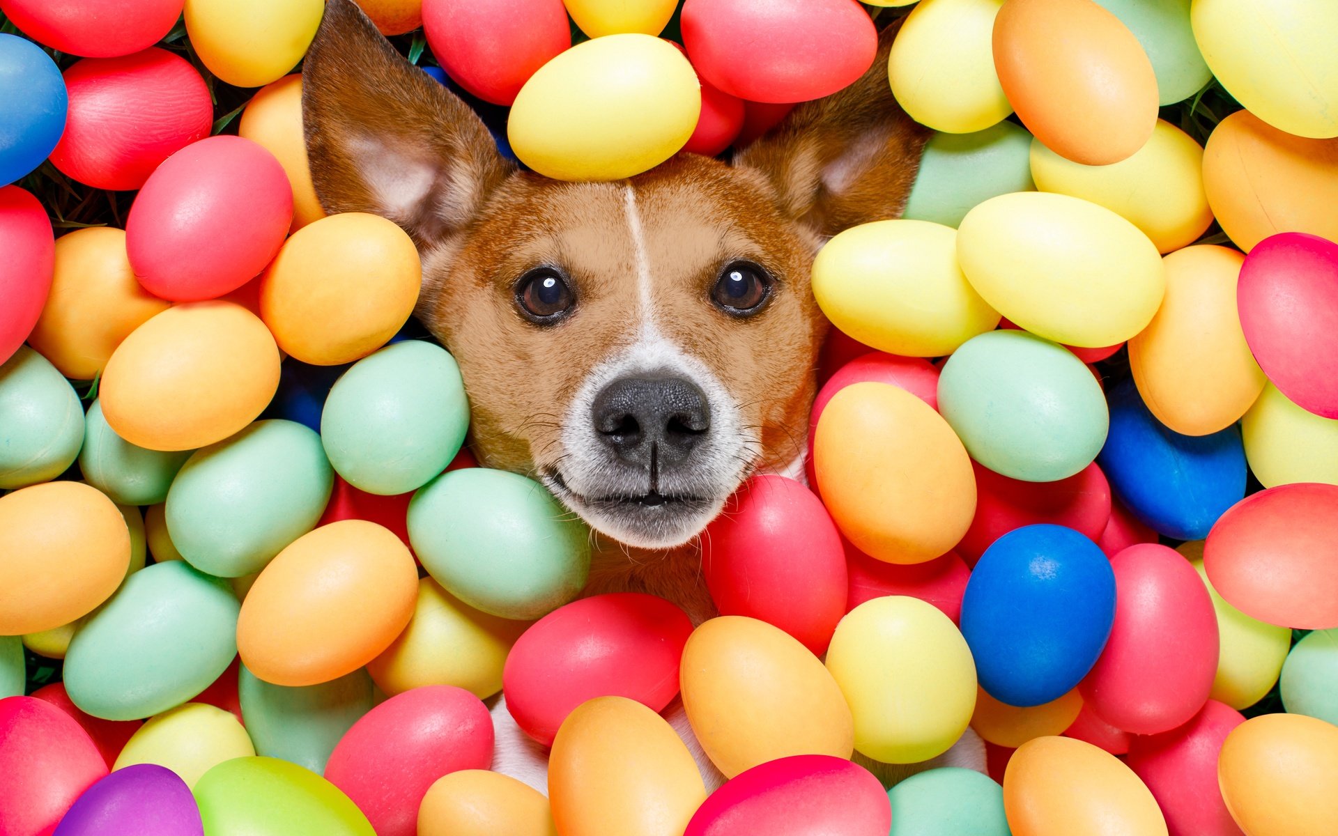 Обои взгляд, собака, пасха, яйца крашеные, look, dog, easter, the painted eggs разрешение 6720x4480 Загрузить