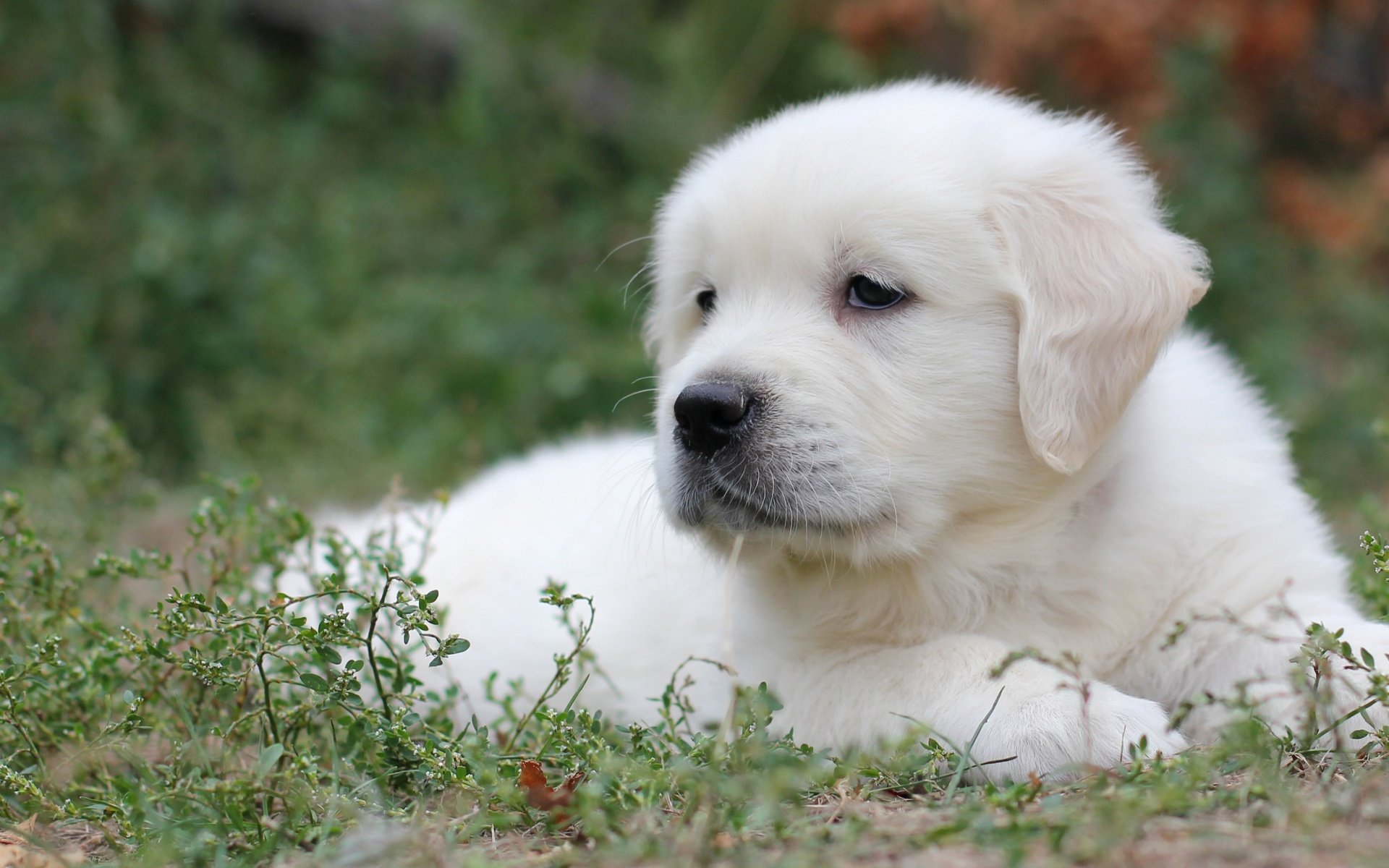 Обои трава, белый, собака, щенок, лабрадор, ретривер, grass, white, dog, puppy, labrador, retriever разрешение 2400x1563 Загрузить