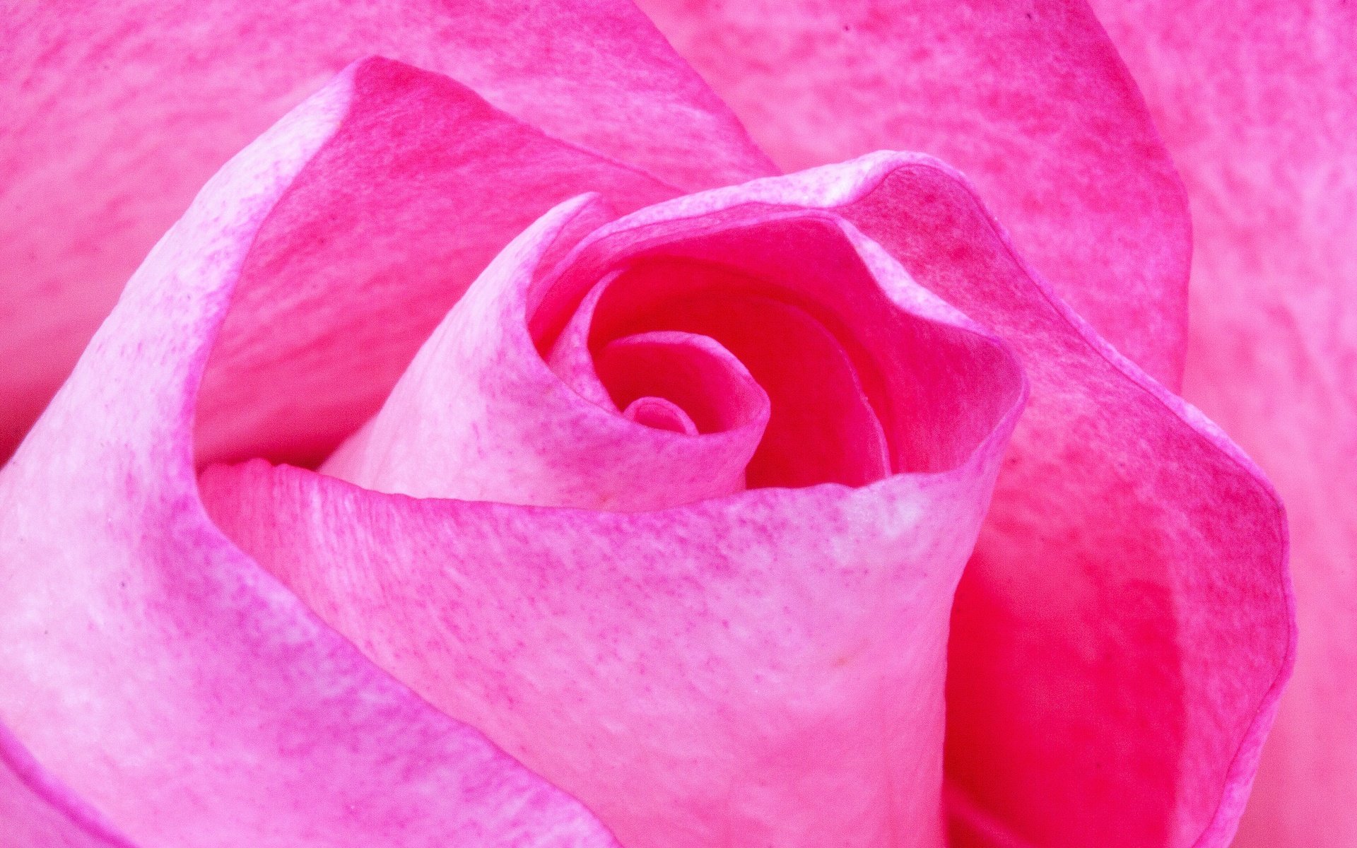 Обои макро, цветок, роза, розовый, stux, macro, flower, rose, pink разрешение 4752x3168 Загрузить