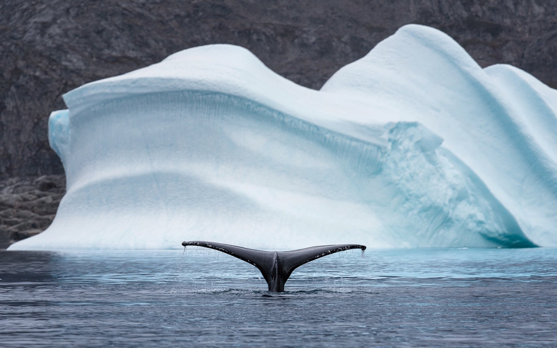 Обои природа, море, животные, лёд, айсберг, хвост, кит, арктика, nature, sea, animals, ice, iceberg, tail, kit, arctic разрешение 2048x1208 Загрузить