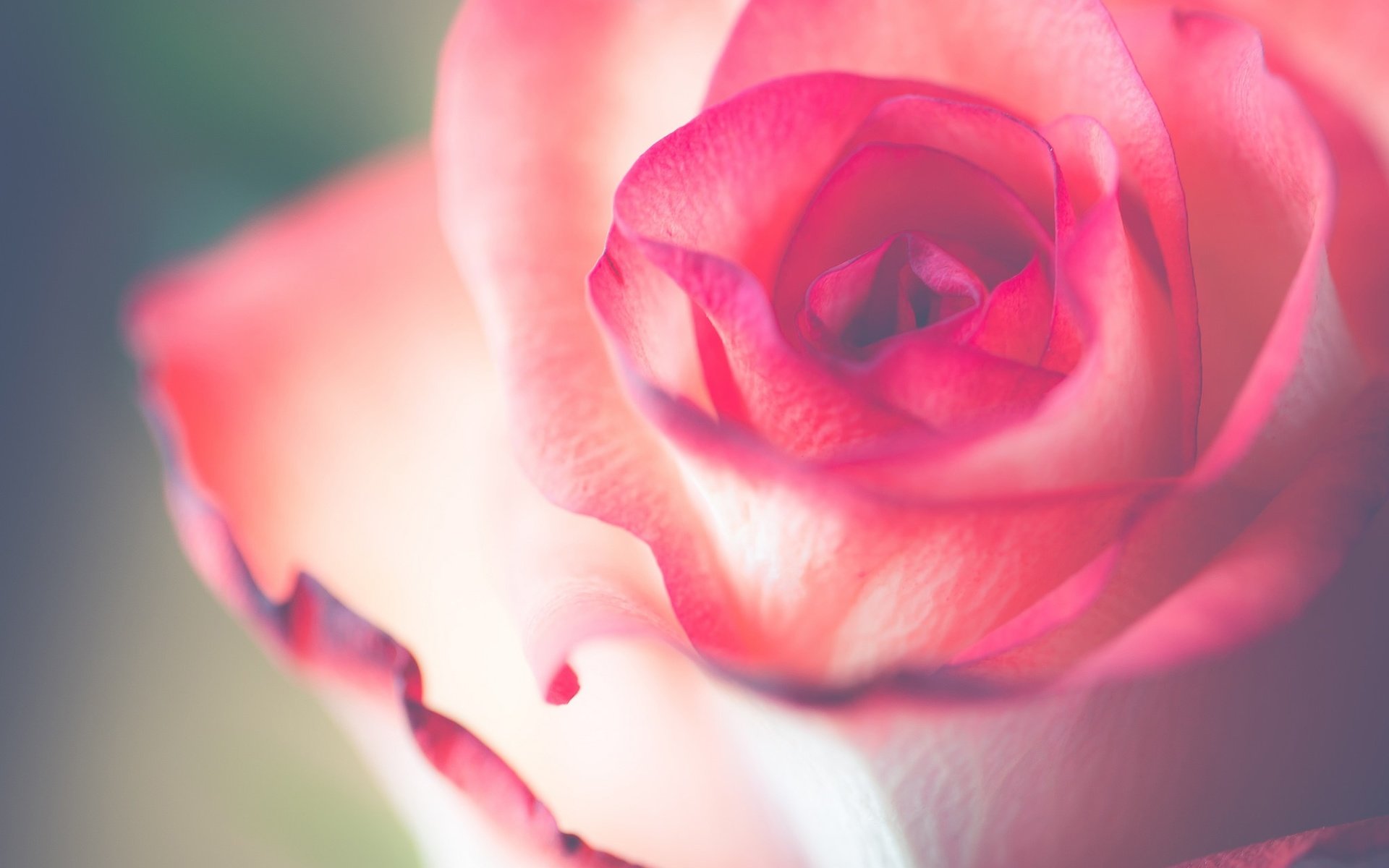 Обои макро, цветок, роза, лепестки, бутон, нежность, macro, flower, rose, petals, bud, tenderness разрешение 2048x1366 Загрузить