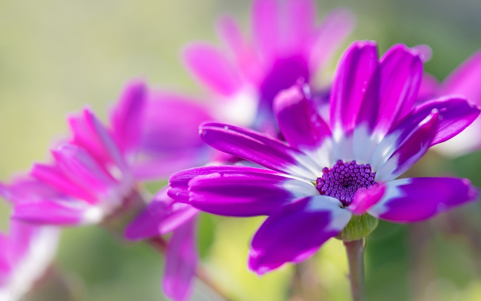 Обои цветы, макро, лепестки, остеоспермум, flowers, macro, petals, osteospermum разрешение 2555x1600 Загрузить