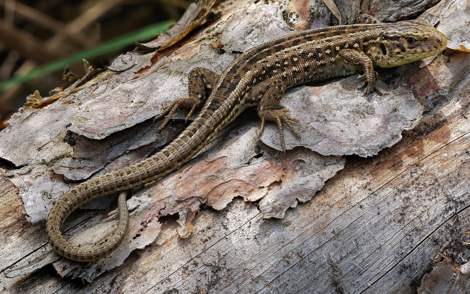 Обои природа, фон, ящерица, рептилия, пресмыкающееся, andré de kesel, lacerta agilis, nature, background, lizard, reptile разрешение 2048x1365 Загрузить