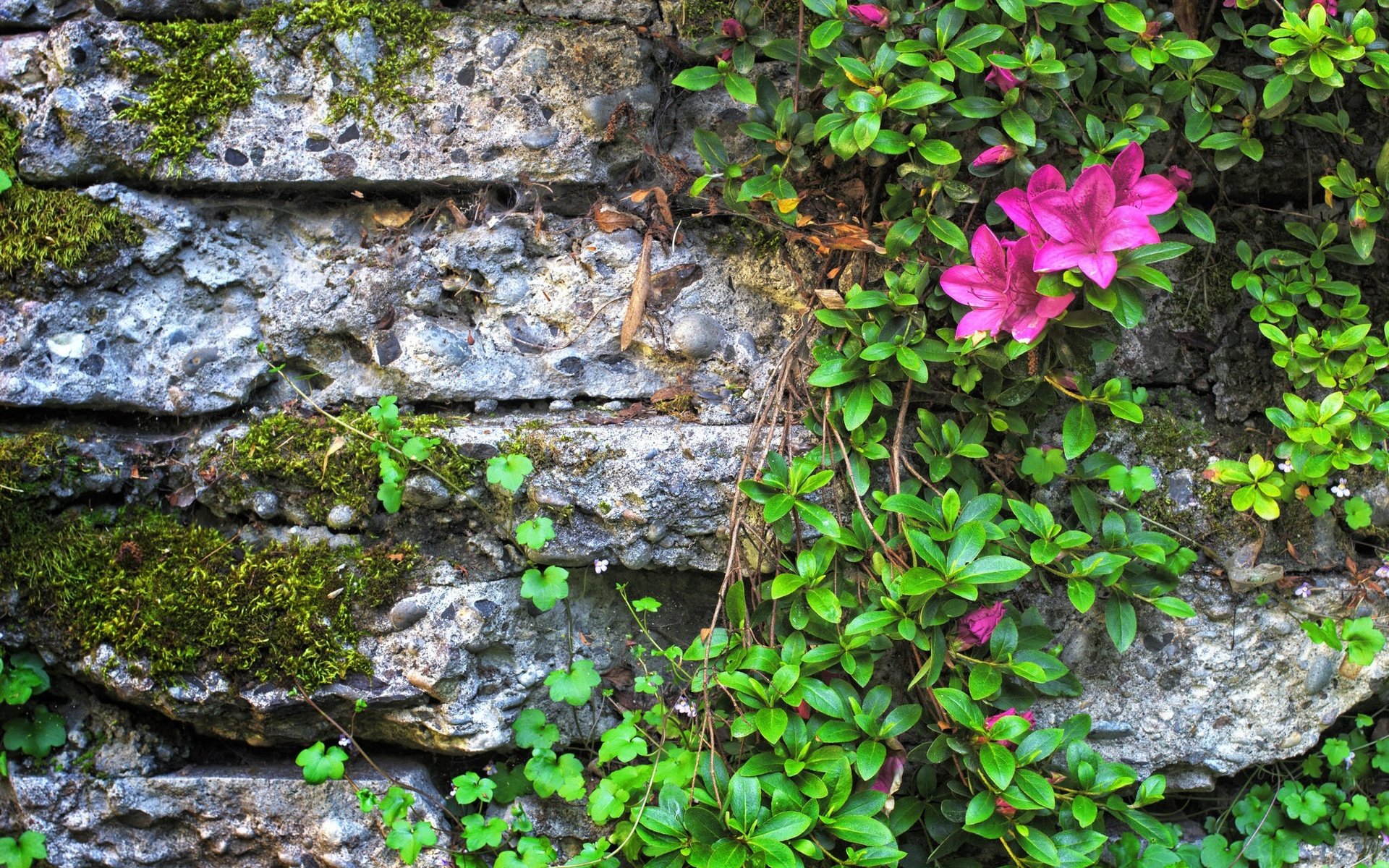 Обои цветы, листья, стена, камень, мох, азалия, flowers, leaves, wall, stone, moss, azalea разрешение 2048x1337 Загрузить