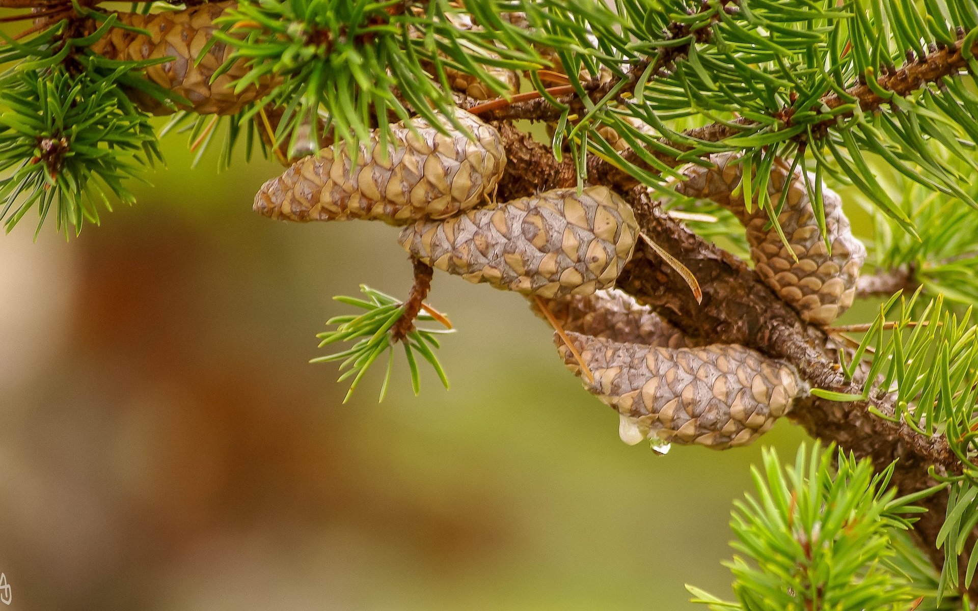 Обои природа, хвоя, фон, ветки, шишки, иголки, сосна, nature, needles, background, branches, bumps, pine разрешение 2048x1239 Загрузить