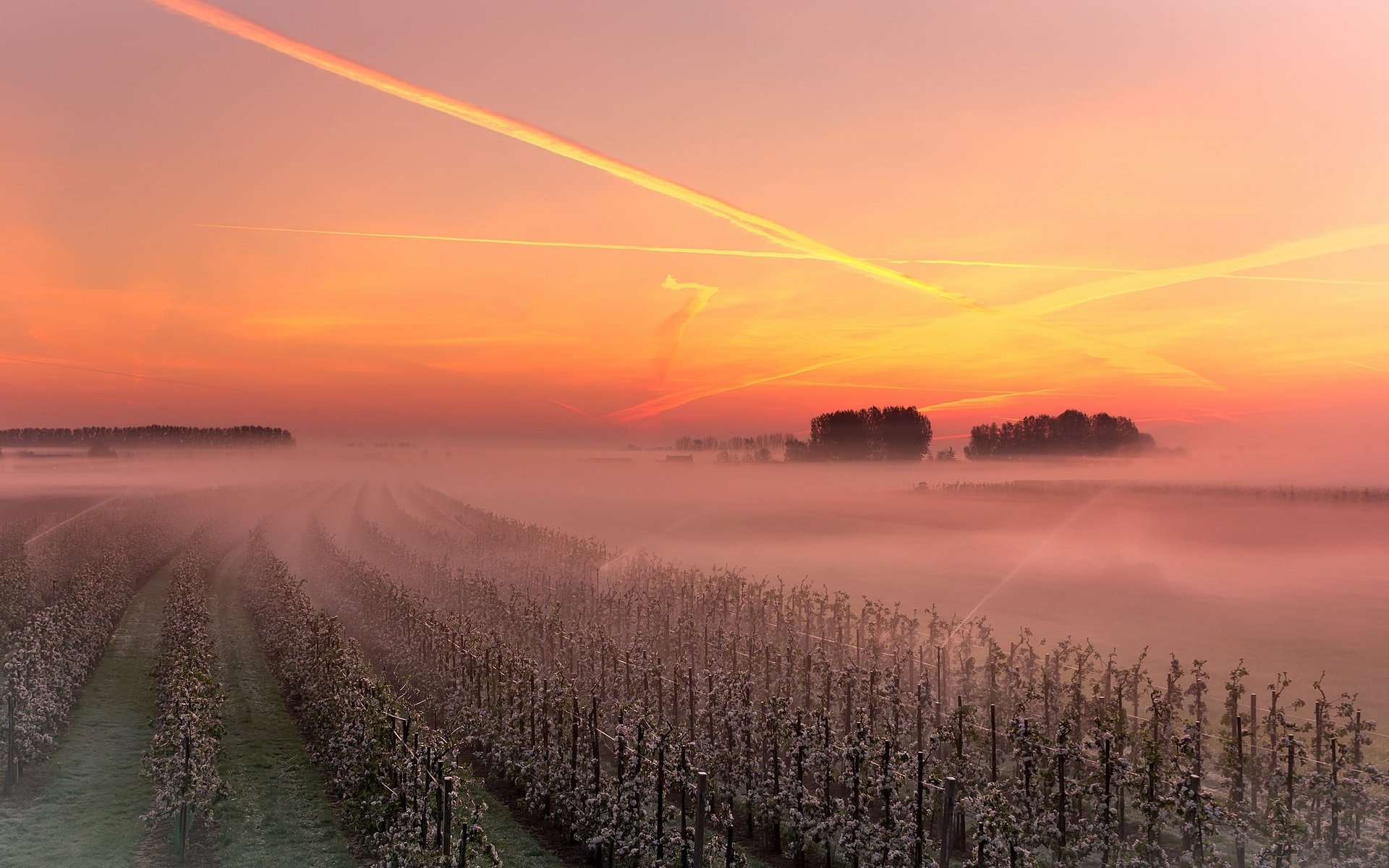 Обои небо, закат, туман, виноградник, the sky, sunset, fog, vineyard разрешение 1926x1293 Загрузить