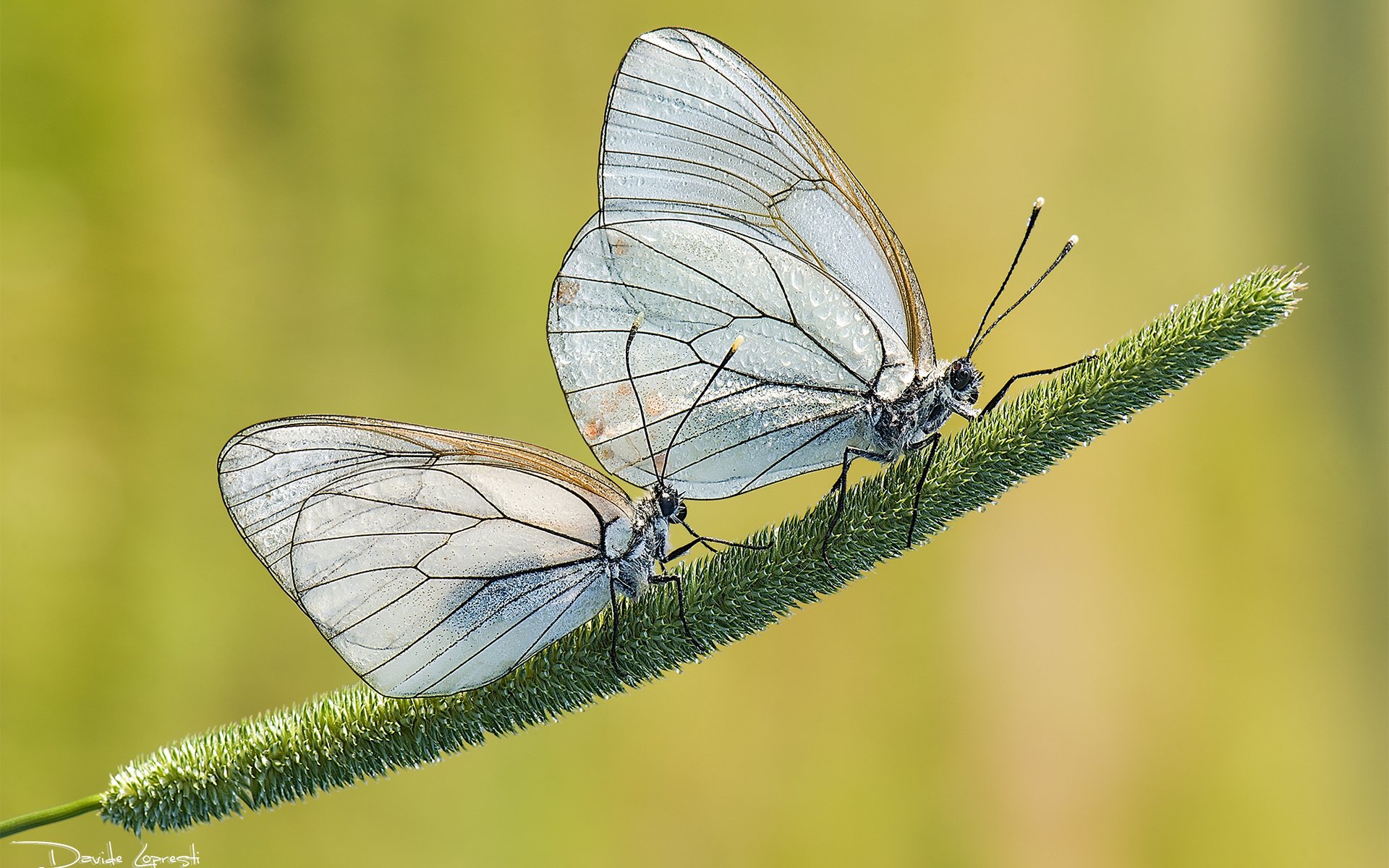 Обои трава, природа, фон, насекомые, пара, бабочки, davide lopresti, боярышница, grass, nature, background, insects, pair, butterfly, the aporia crataegi разрешение 2000x1333 Загрузить