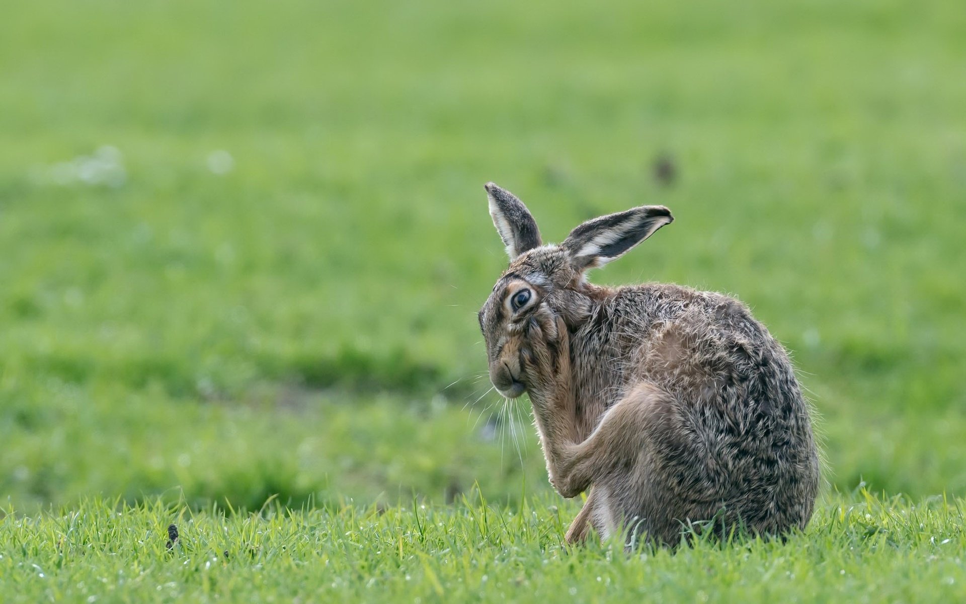 Обои трава, природа, весна, животное, заяц, grass, nature, spring, animal, hare разрешение 2048x1305 Загрузить