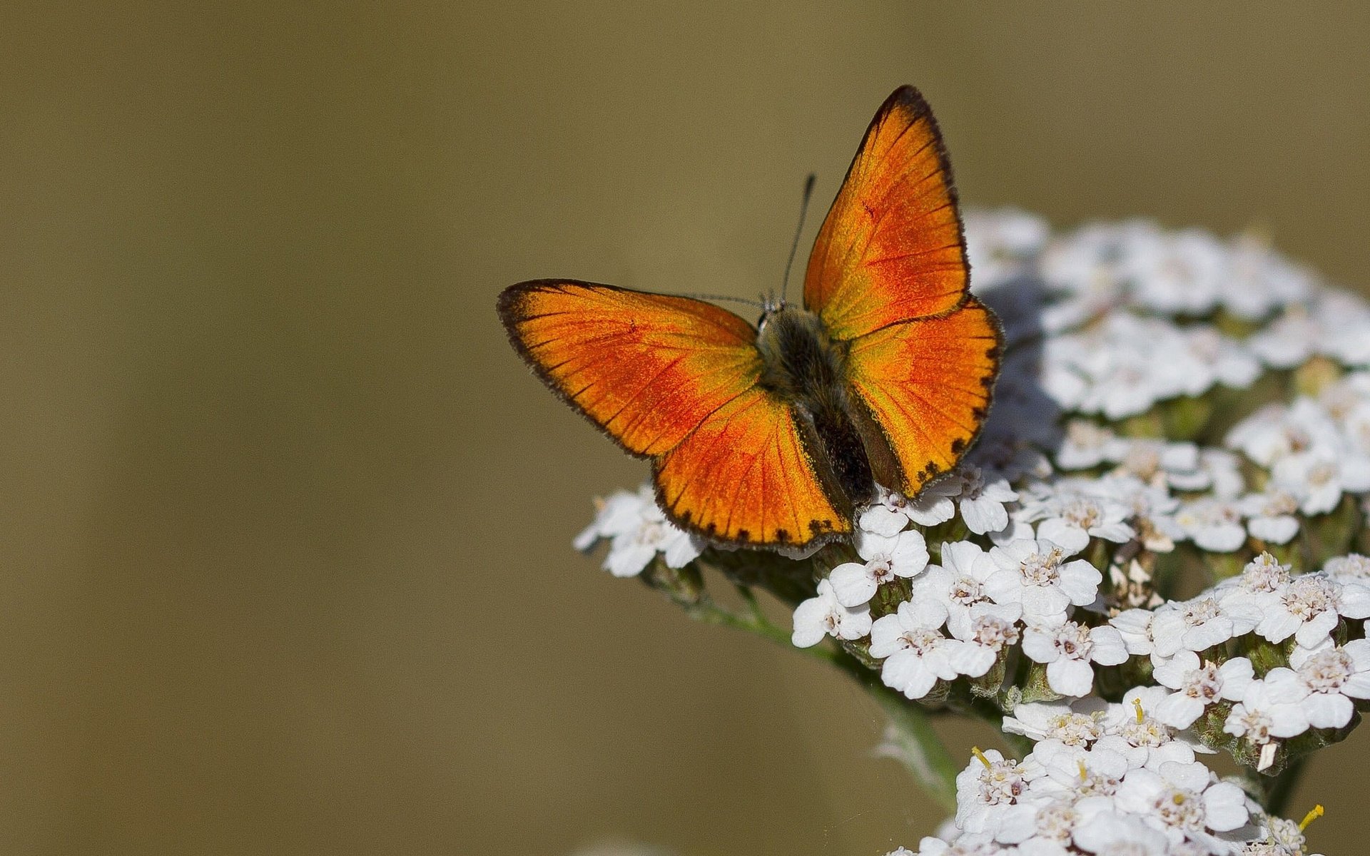 Обои цветы, макро, насекомое, бабочка, крылья, flowers, macro, insect, butterfly, wings разрешение 2048x1366 Загрузить