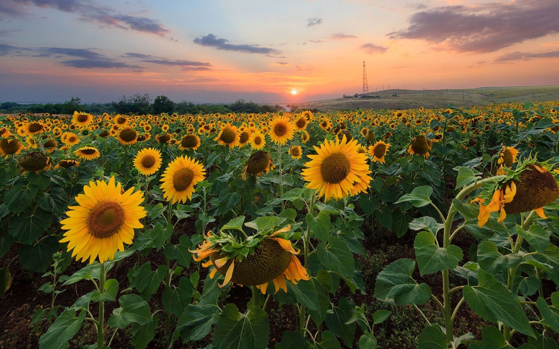 Обои природа, закат, поле, подсолнухи,  цветы, nature, sunset, field, sunflowers, flowers разрешение 2560x1628 Загрузить