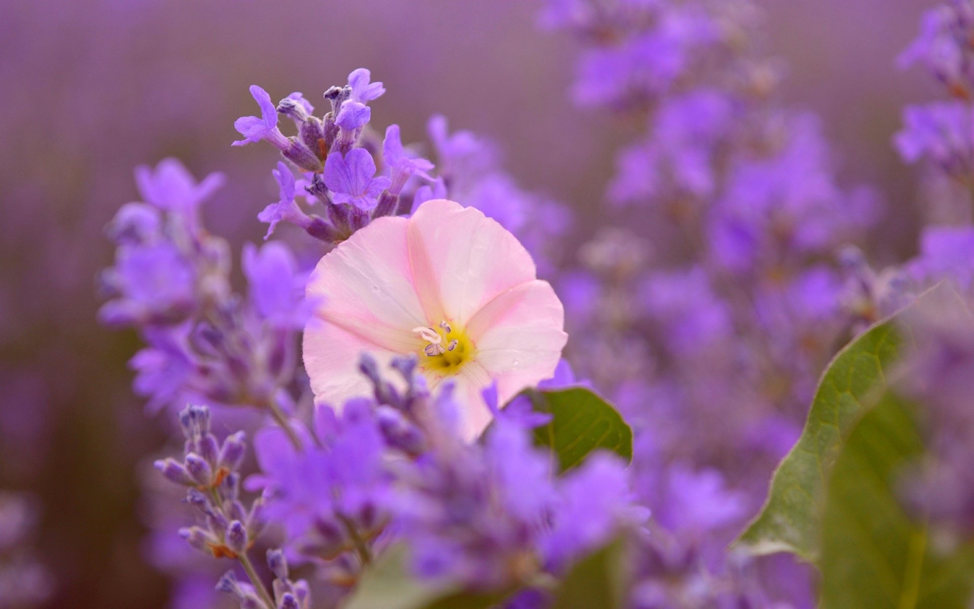 Обои цветы, лаванда, размытость, розовый цветок, flowers, lavender, blur, pink flower разрешение 3000x1873 Загрузить