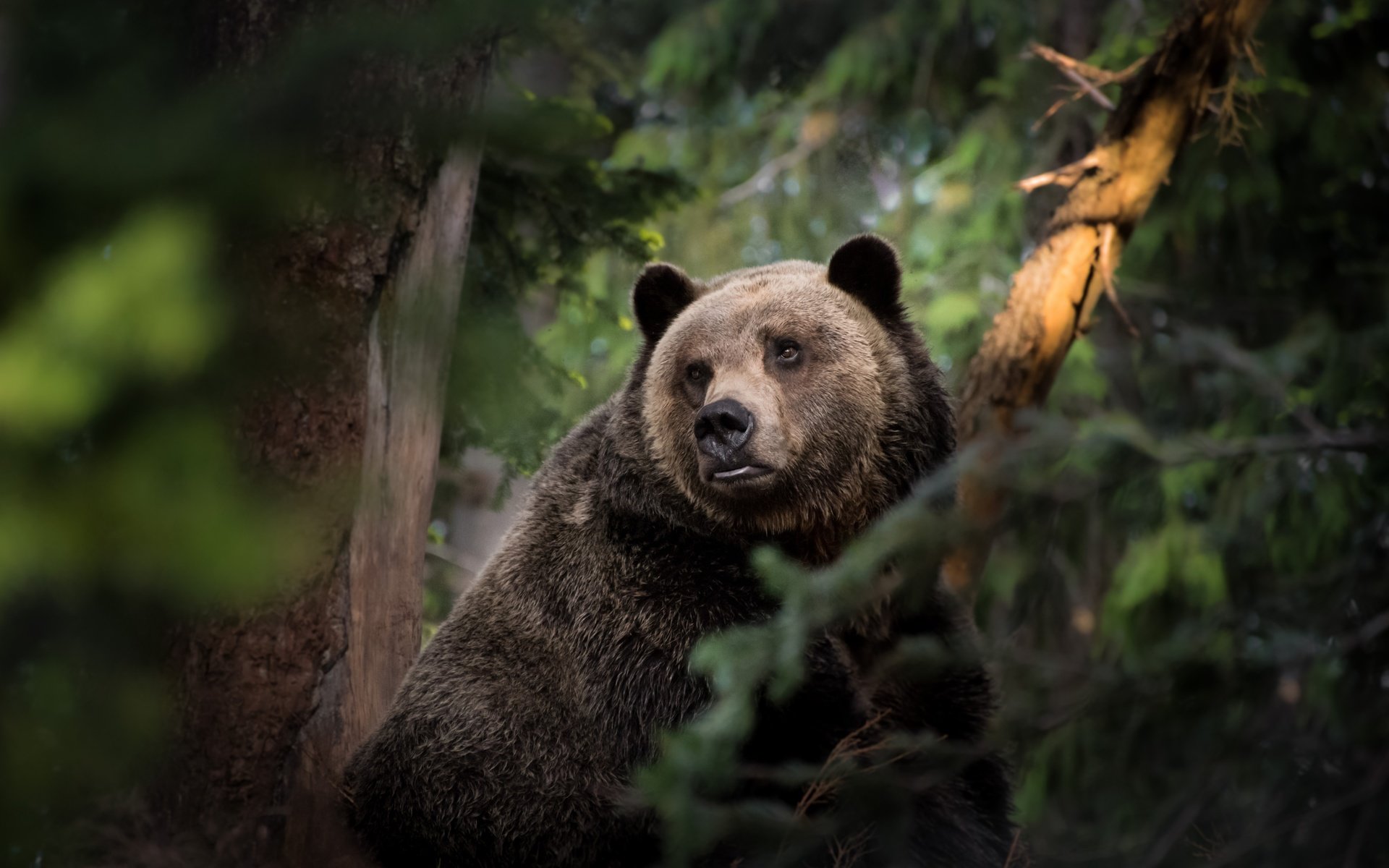 Обои морда, природа, лес, взгляд, медведь, face, nature, forest, look, bear разрешение 7102x4434 Загрузить