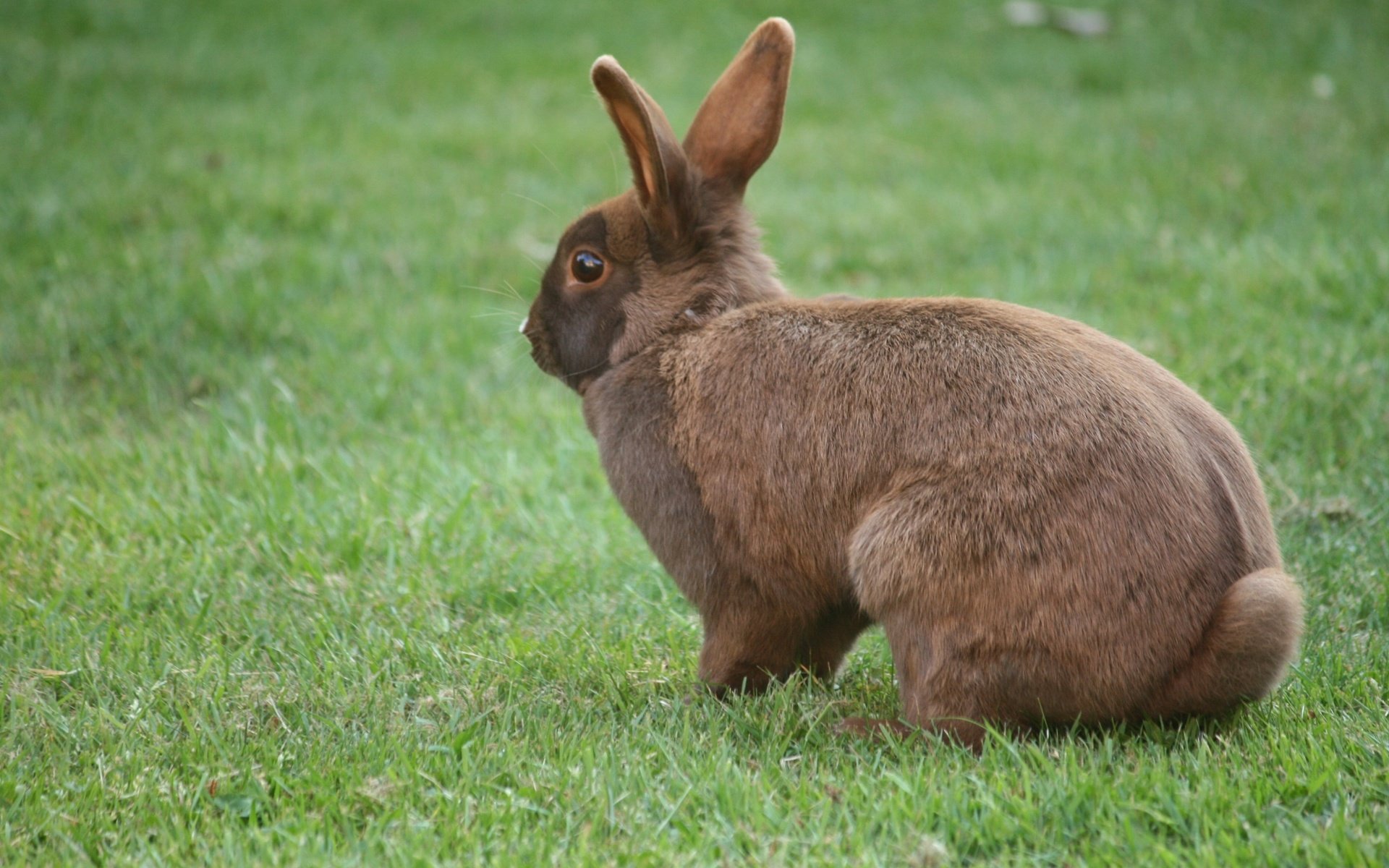 Обои трава, кролик, уши, заяц, grass, rabbit, ears, hare разрешение 2816x1880 Загрузить