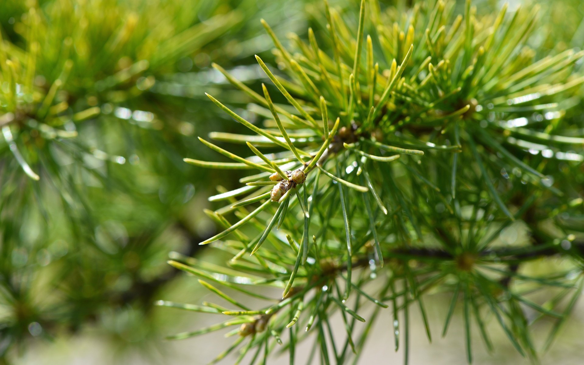 Обои природа, хвоя, макро, фон, ветки, иголки, nature, needles, macro, background, branches разрешение 6016x4016 Загрузить