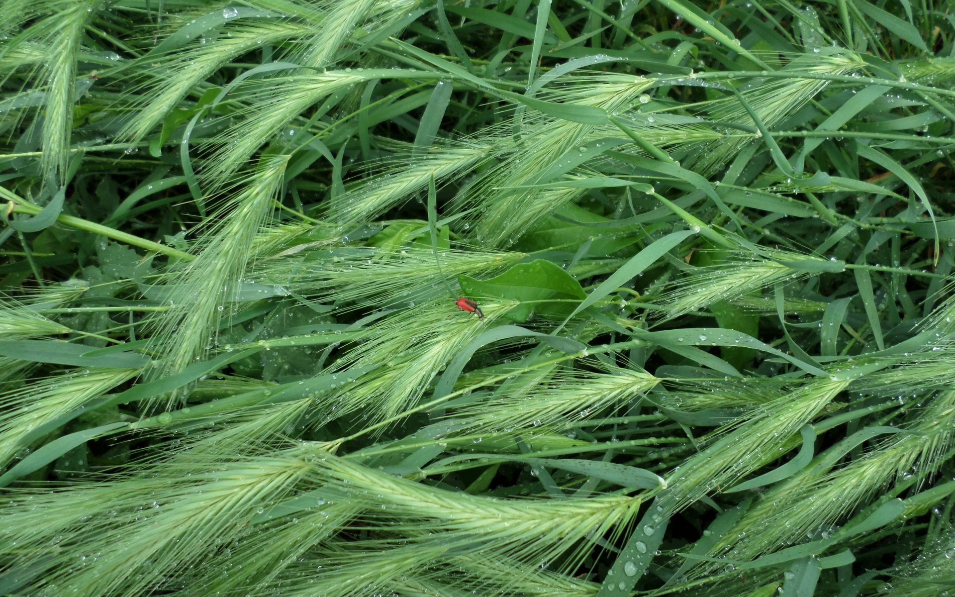 Обои трава, насекомое, капли, лето, дождь, колоски, grass, insect, drops, summer, rain, spikelets разрешение 4608x3456 Загрузить