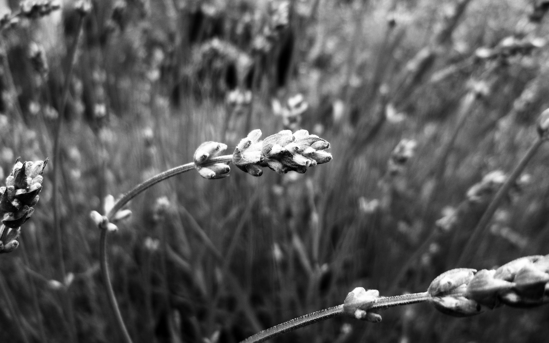 Обои природа, растения, макро, чёрно-белое, размытость, колоски, nature, plants, macro, black and white, blur, spikelets разрешение 2447x1634 Загрузить