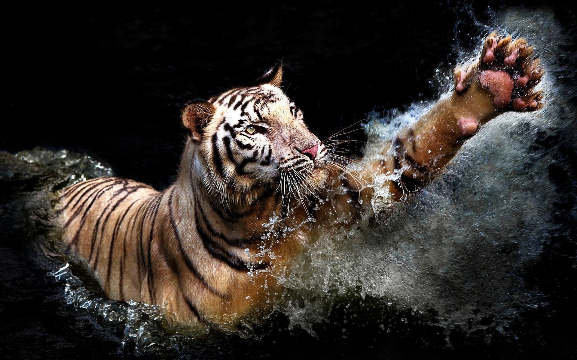 Обои тигр, вода, брызги, хищник, черный фон, животное, лапа, tiger, water, squirt, predator, black background, animal, paw разрешение 2048x1366 Загрузить