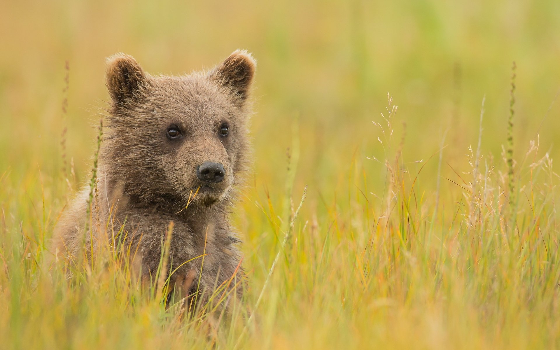 Обои трава, взгляд, медведь, луг, детеныш, медвежонок, grass, look, bear, meadow, cub разрешение 3000x2000 Загрузить