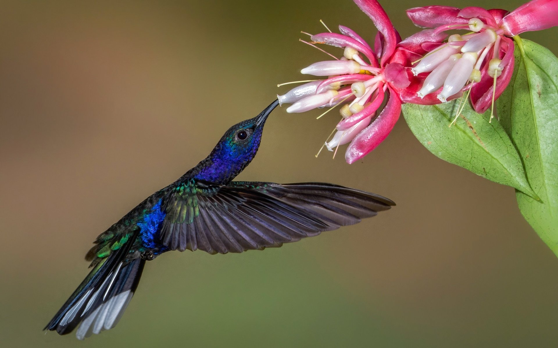 Обои цветок, крылья, птица, клюв, колибри, пурпурный саблекрыл, flower, wings, bird, beak, hummingbird, purple cableknit разрешение 2048x1311 Загрузить