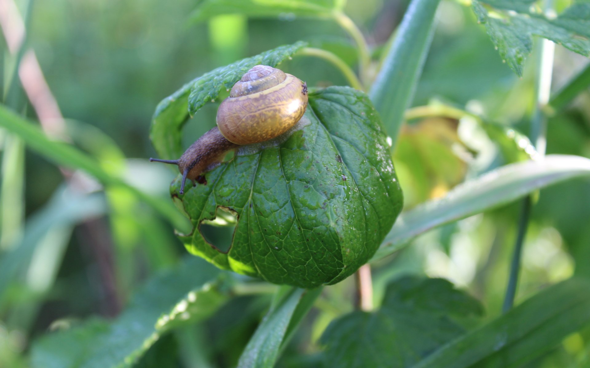 Обои природа, листья, лето, улитка, nature, leaves, summer, snail разрешение 5184x3456 Загрузить