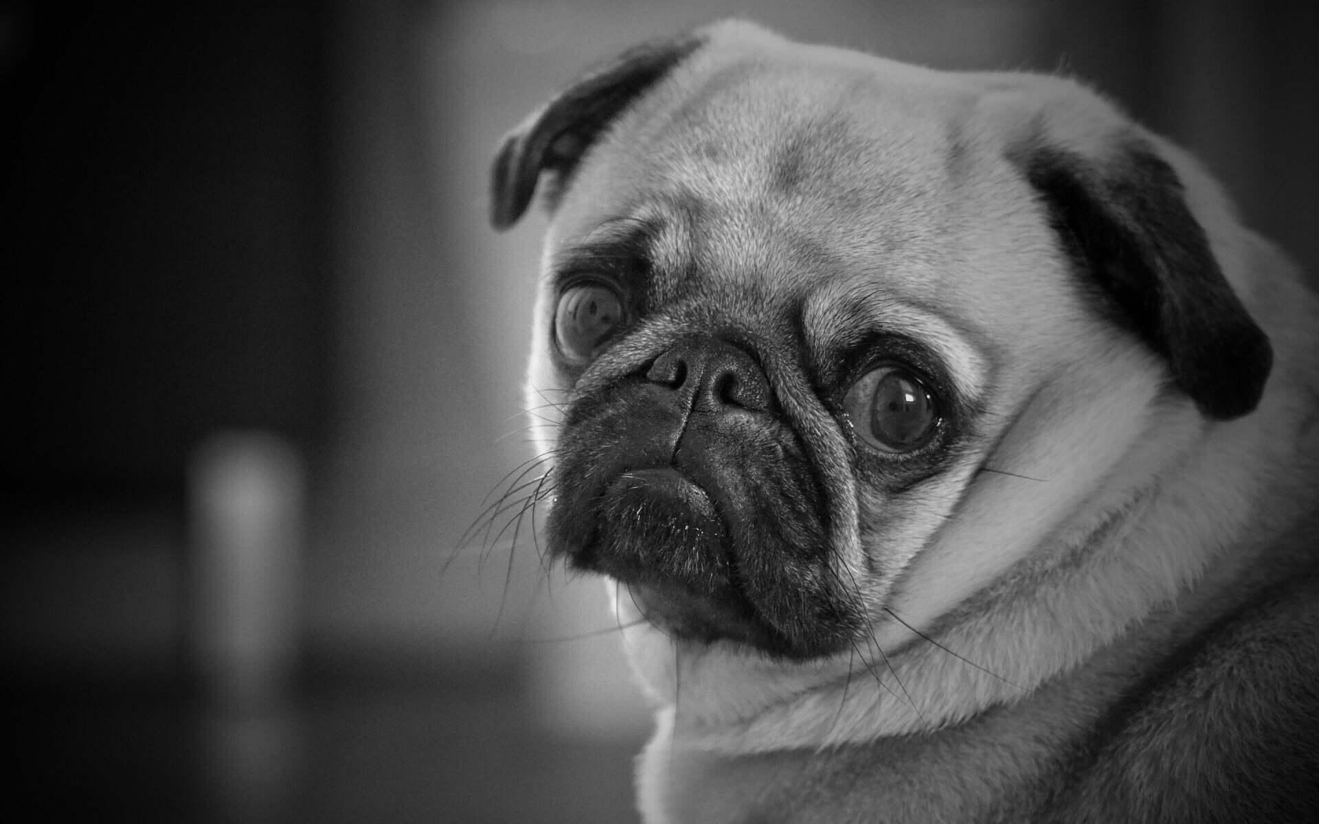 Обои глаза, мордочка, взгляд, чёрно-белое, собака, мопс, eyes, muzzle, look, black and white, dog, pug разрешение 1920x1280 Загрузить