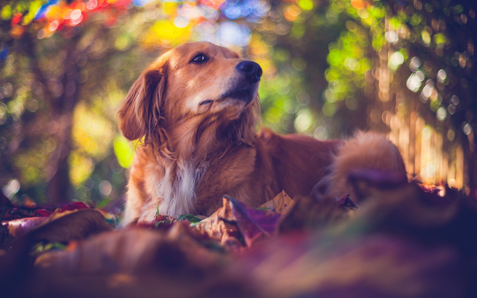 Обои природа, мордочка, взгляд, собака, боке, золотистый ретривер, nature, muzzle, look, dog, bokeh, golden retriever разрешение 5616x3744 Загрузить