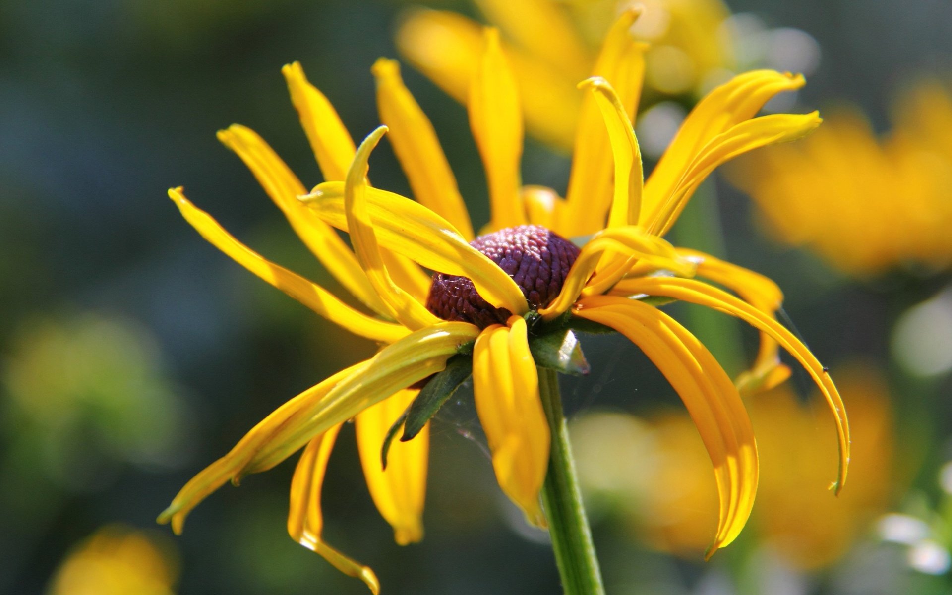 Обои цветок, лепестки, стебель, боке, рудбекия, flower, petals, stem, bokeh, rudbeckia разрешение 3840x2160 Загрузить