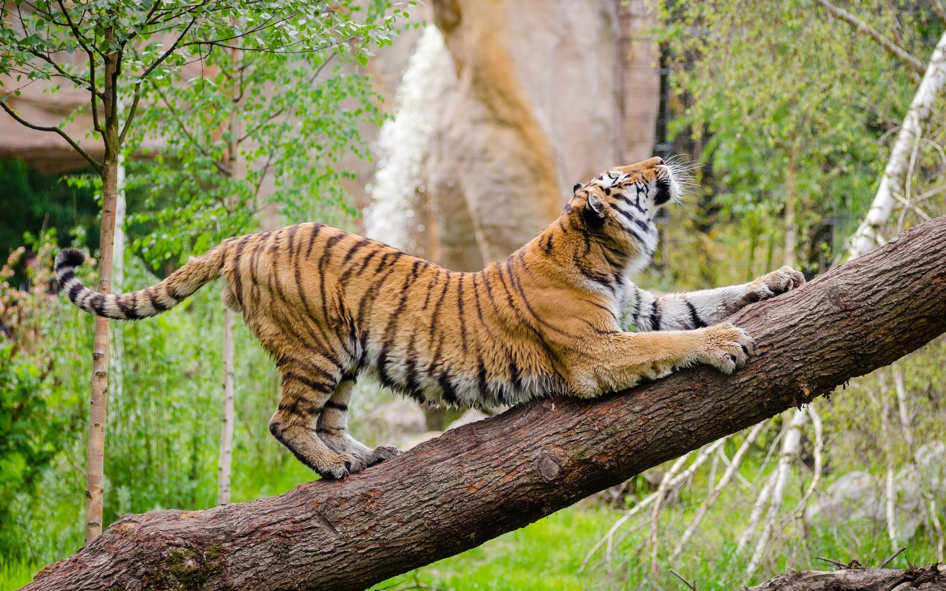 Обои тигр, морда, дерево, взгляд, хищник, дикая кошка, амурский тигр, tiger, face, tree, look, predator, wild cat, the amur tiger разрешение 4394x2910 Загрузить