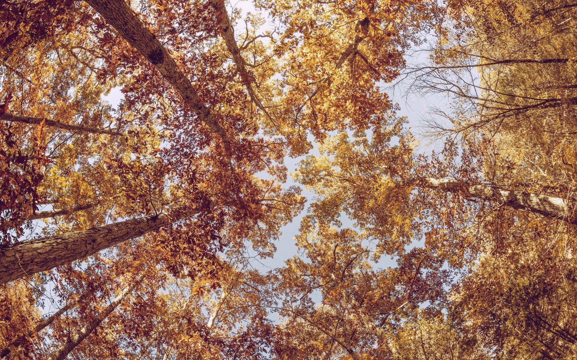 Обои деревья, листья, ветки, стволы, осень, вид снизу, trees, leaves, branches, trunks, autumn, bottom view разрешение 5184x3456 Загрузить