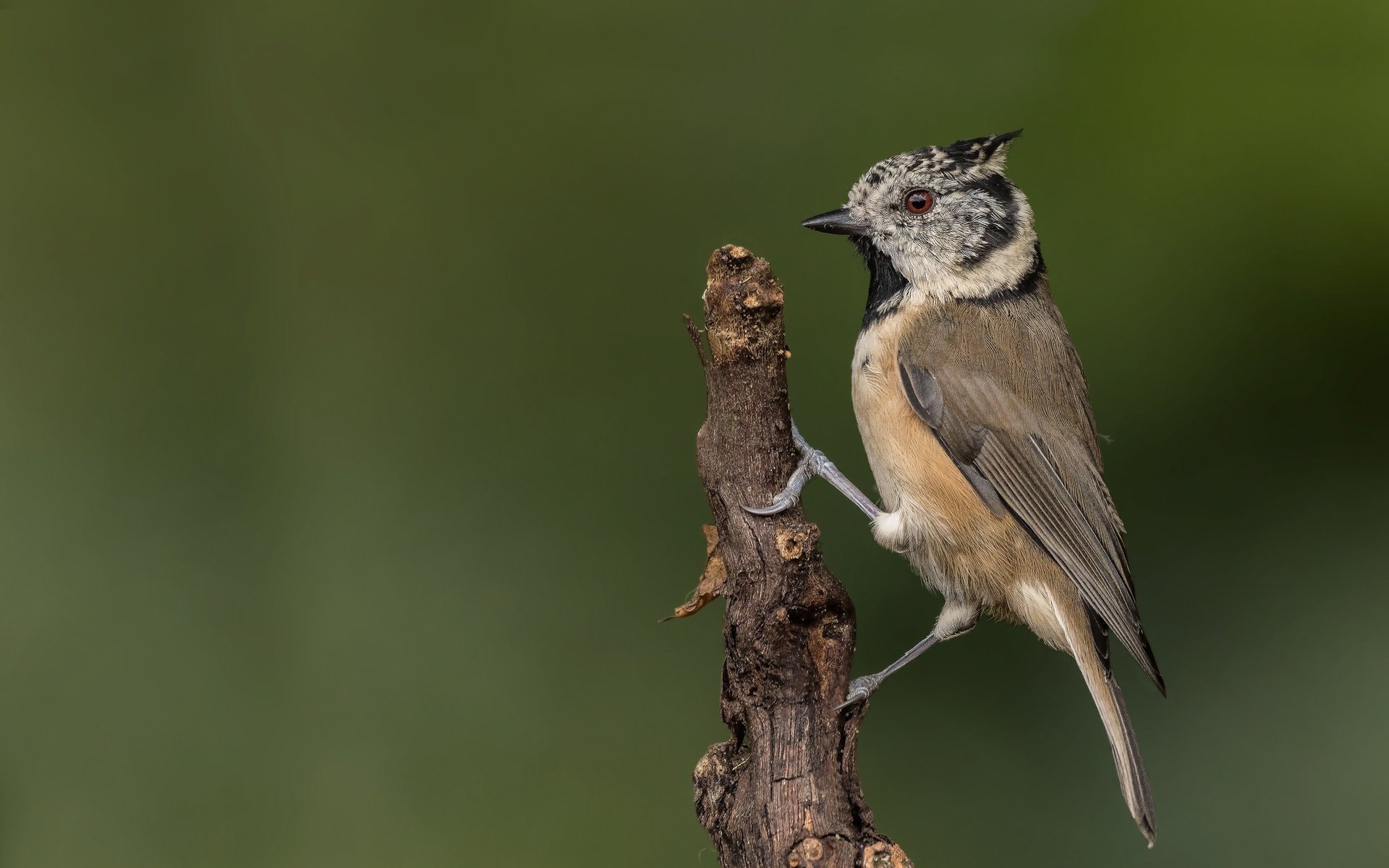 Обои ветка, птица, синица, гренадёрка, хохлатая синица, branch, bird, tit, grenaderka, crested tit разрешение 2048x1365 Загрузить