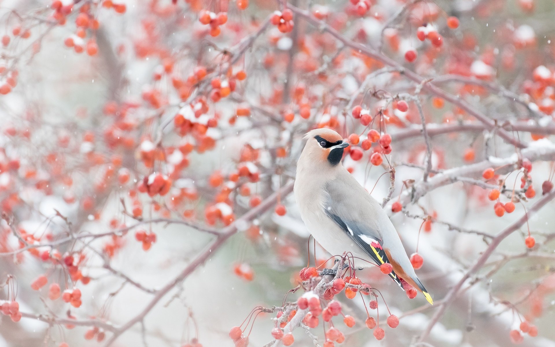 Обои снег, зима, ветки, птица, ягоды, свиристель, snow, winter, branches, bird, berries, the waxwing разрешение 2048x1365 Загрузить