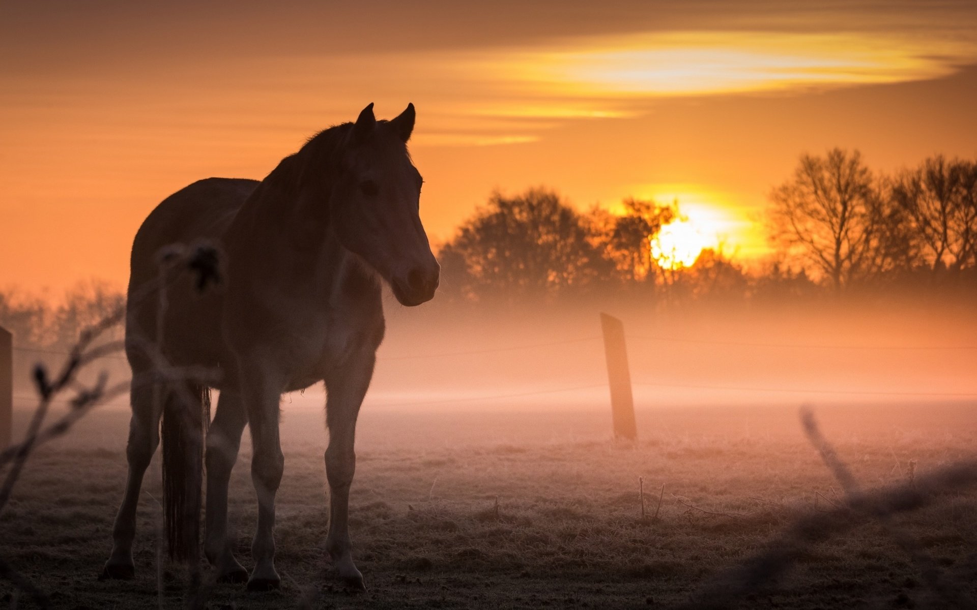 Обои лошадь, закат, туман, поле, конь, horse, sunset, fog, field разрешение 2560x1440 Загрузить