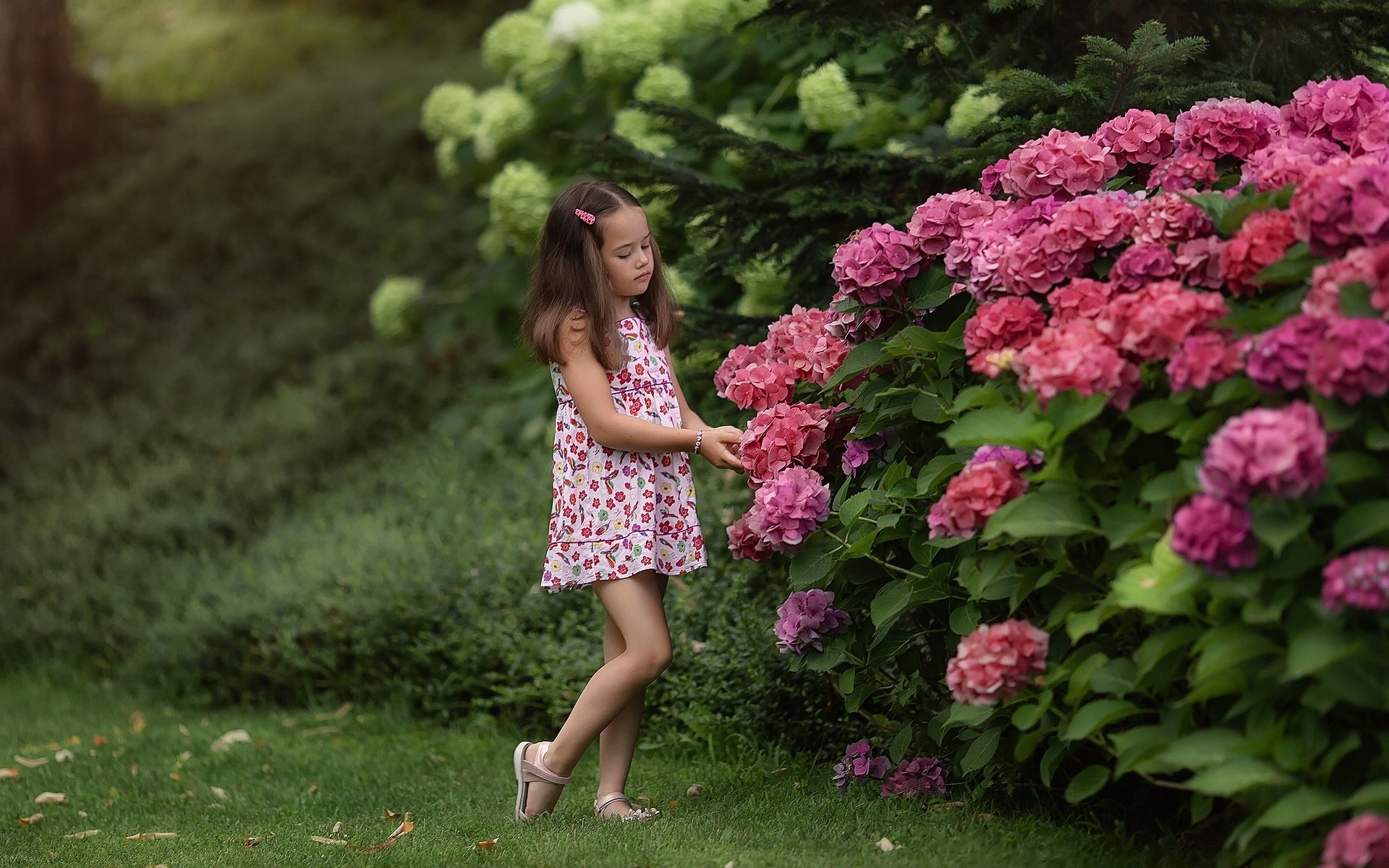 Обои цветы, природа, кусты, лето, девочка, гортензия, flowers, nature, the bushes, summer, girl, hydrangea разрешение 1920x1279 Загрузить