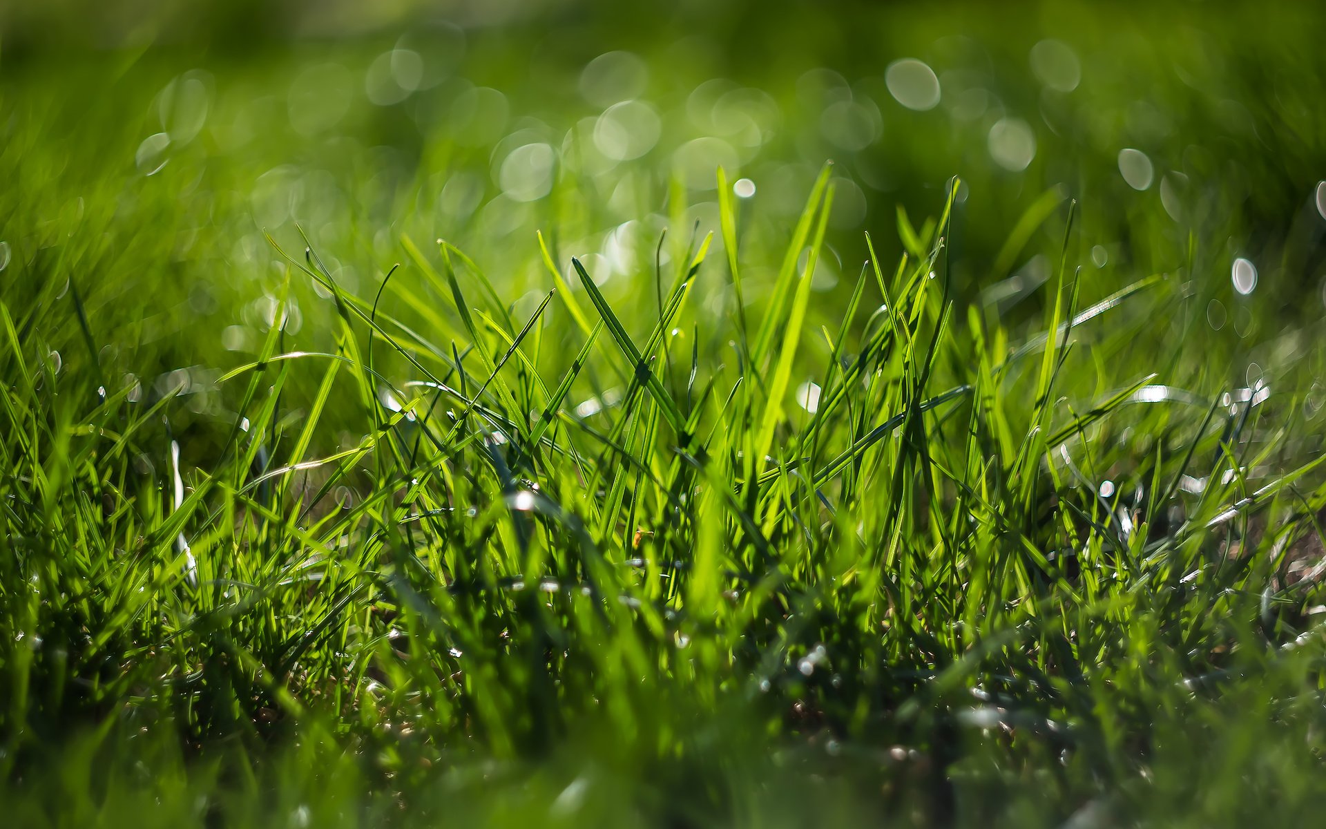 Обои трава, природа, макро, боке, grass, nature, macro, bokeh разрешение 2185x1457 Загрузить