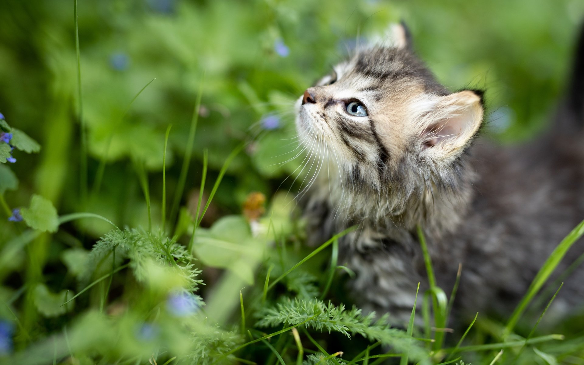 Обои трава, природа, кот, лето, котенок, профиль, животное, детеныш, grass, nature, cat, summer, kitty, profile, animal, cub разрешение 5000x3337 Загрузить