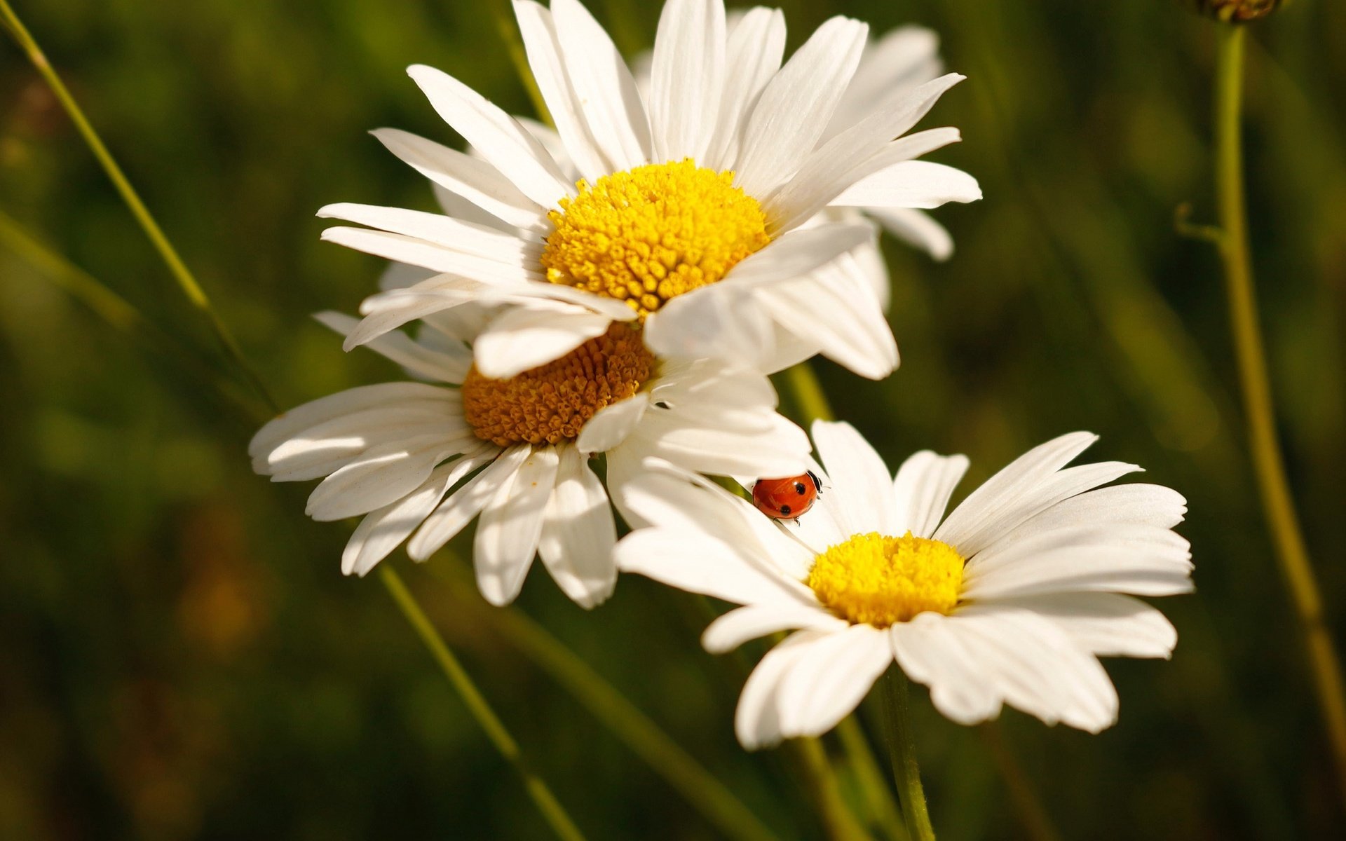 Обои цветы, божья коровка, ромашки, белые, боке, flowers, ladybug, chamomile, white, bokeh разрешение 2172x1448 Загрузить