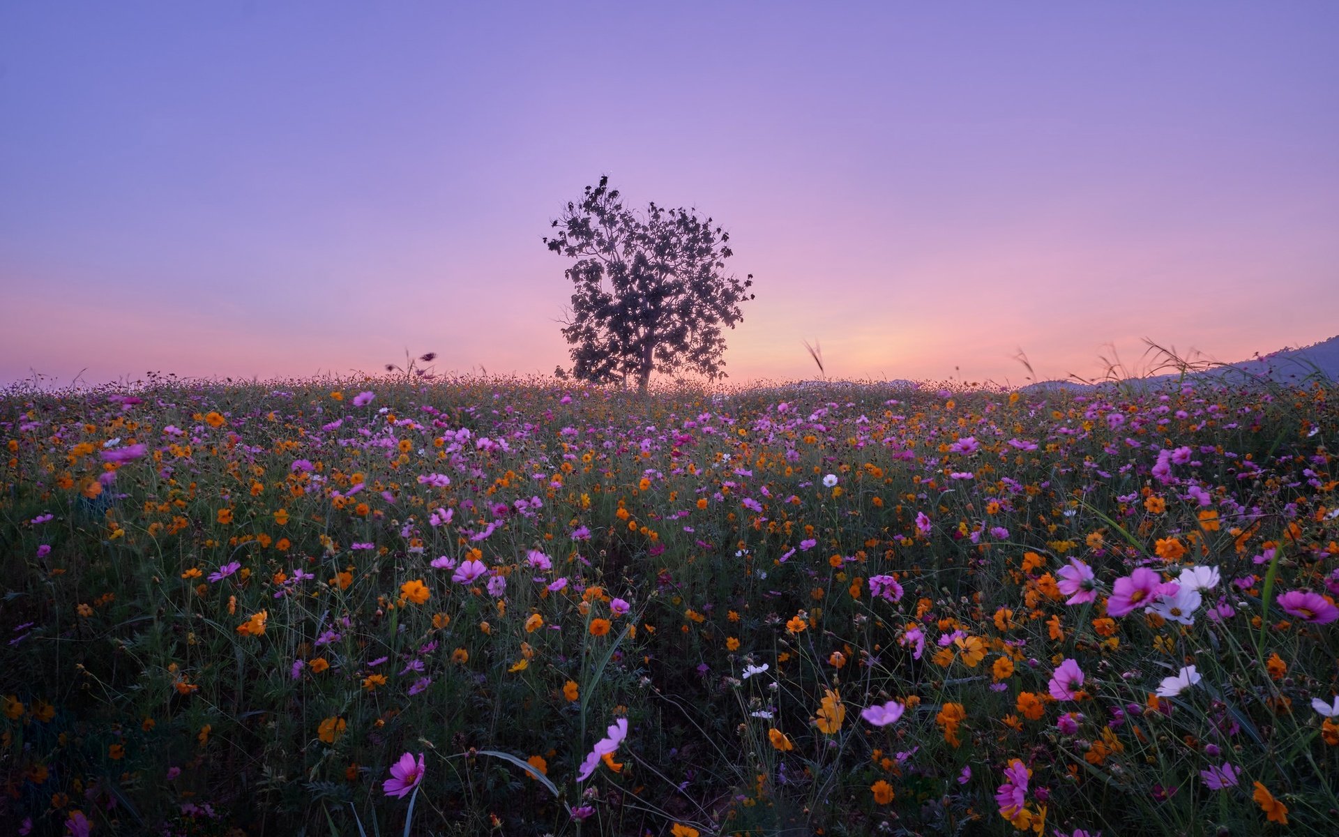 Обои цветы, дерево, луг, тайланд, космея, flowers, tree, meadow, thailand, kosmeya разрешение 2048x1365 Загрузить