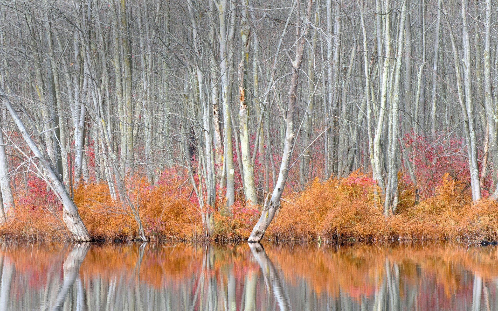 Обои деревья, кусты, осень, сша, trees, the bushes, autumn, usa разрешение 5716x3215 Загрузить