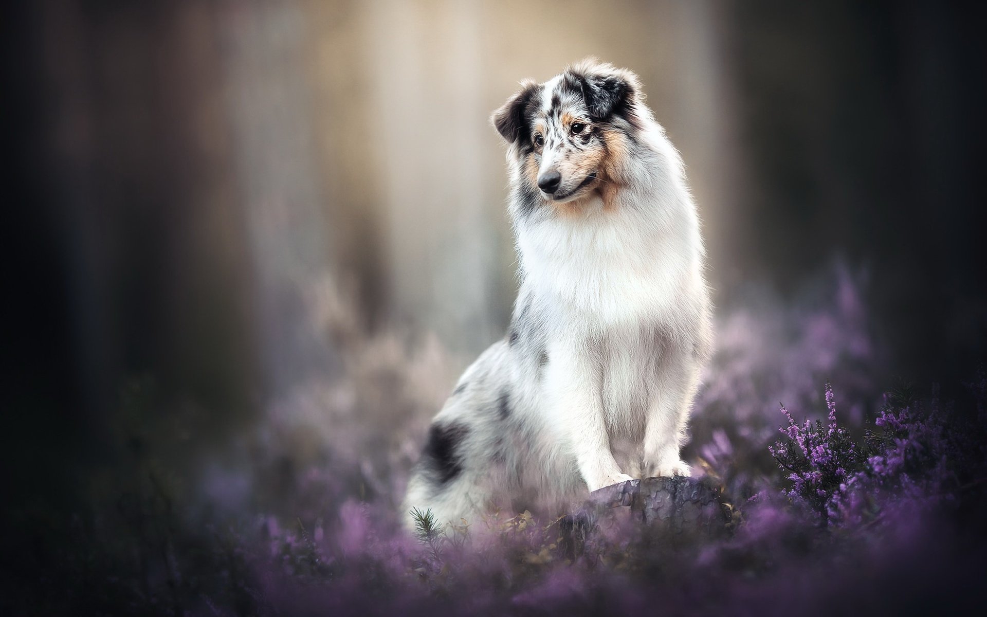 Обои цветы, собака, друг, австралийская овчарка, flowers, dog, each, australian shepherd разрешение 2048x1365 Загрузить