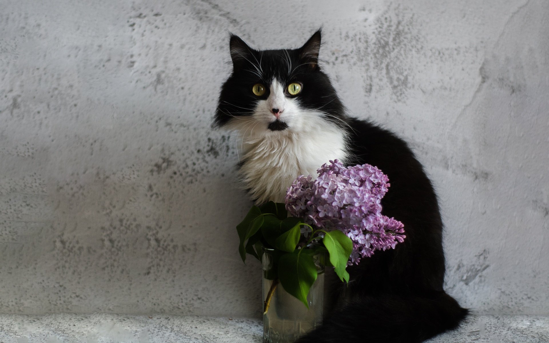 Обои цветы, сирень, кот, кошка, взгляд, стена, букет, зеленые глаза, чёрно-белый, стакан, glass, flowers, lilac, cat, look, wall, bouquet, green eyes, black and white разрешение 3840x2560 Загрузить