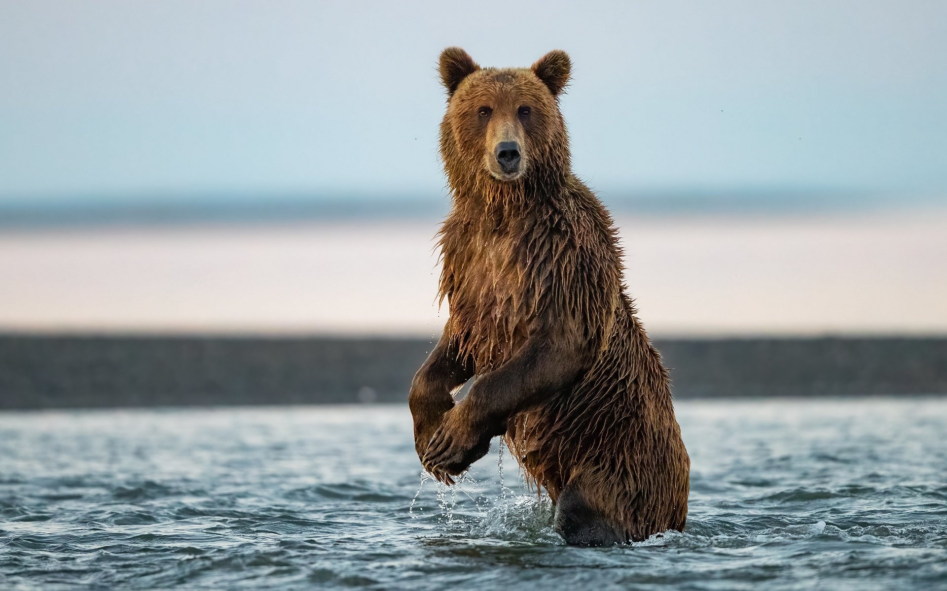 Обои природа, медведь, зверь, бурый медведь, в воде, nature, bear, beast, brown bear, in the water разрешение 3840x2160 Загрузить